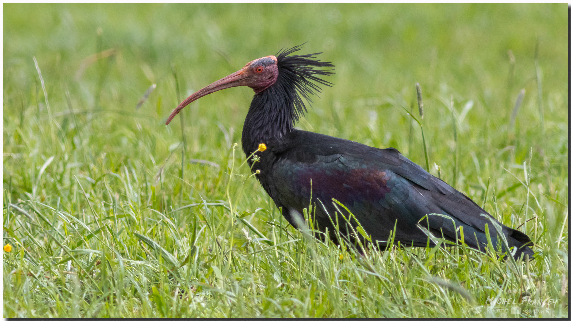 Ibis chauve