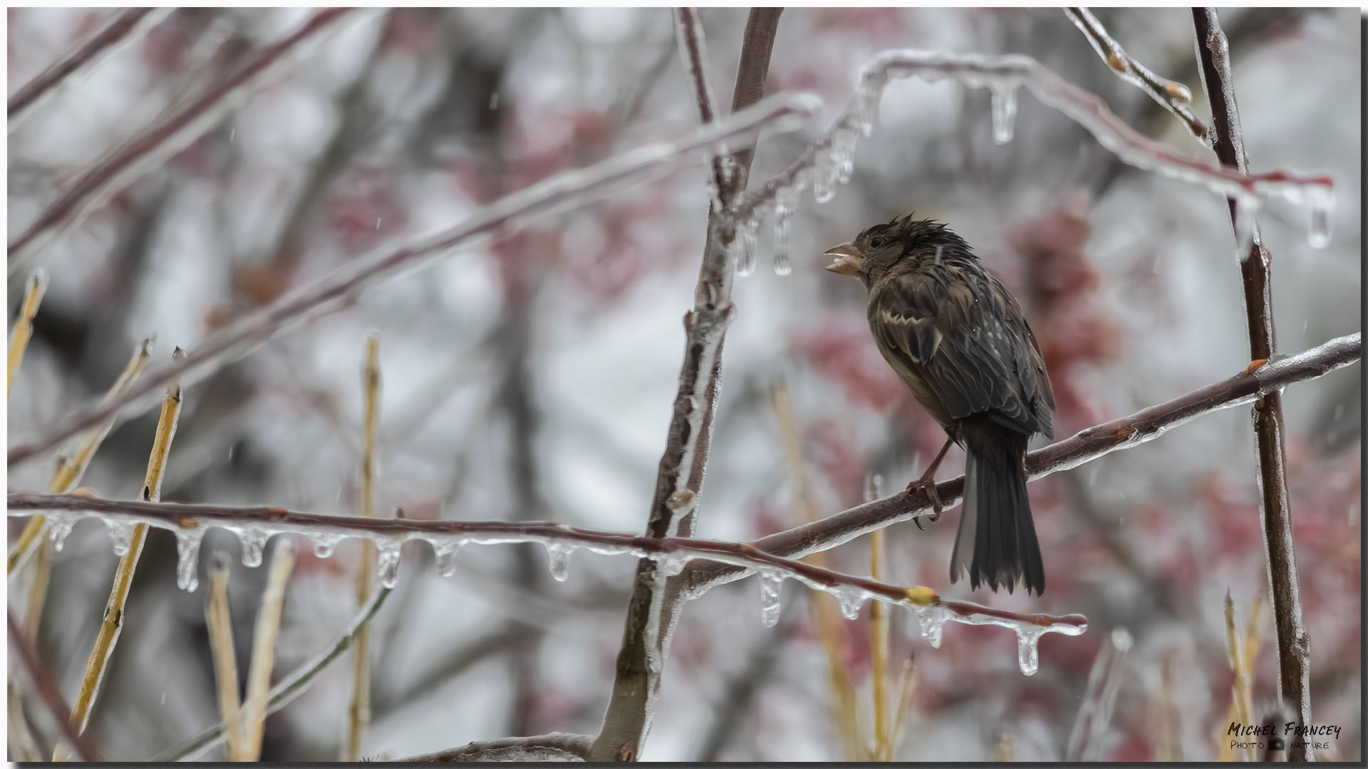 Moineau domestique sous la pluie givrante