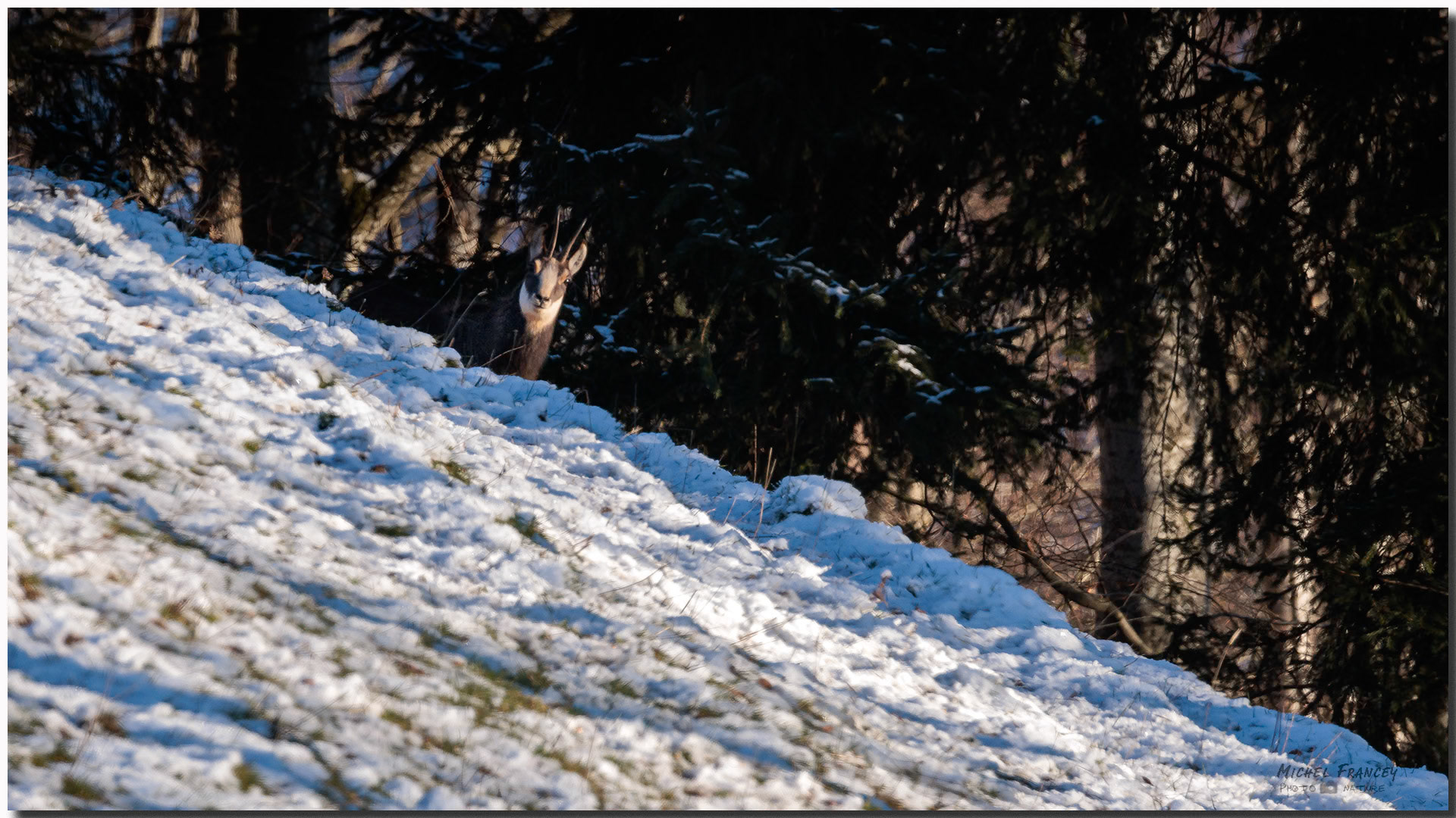 Chamois