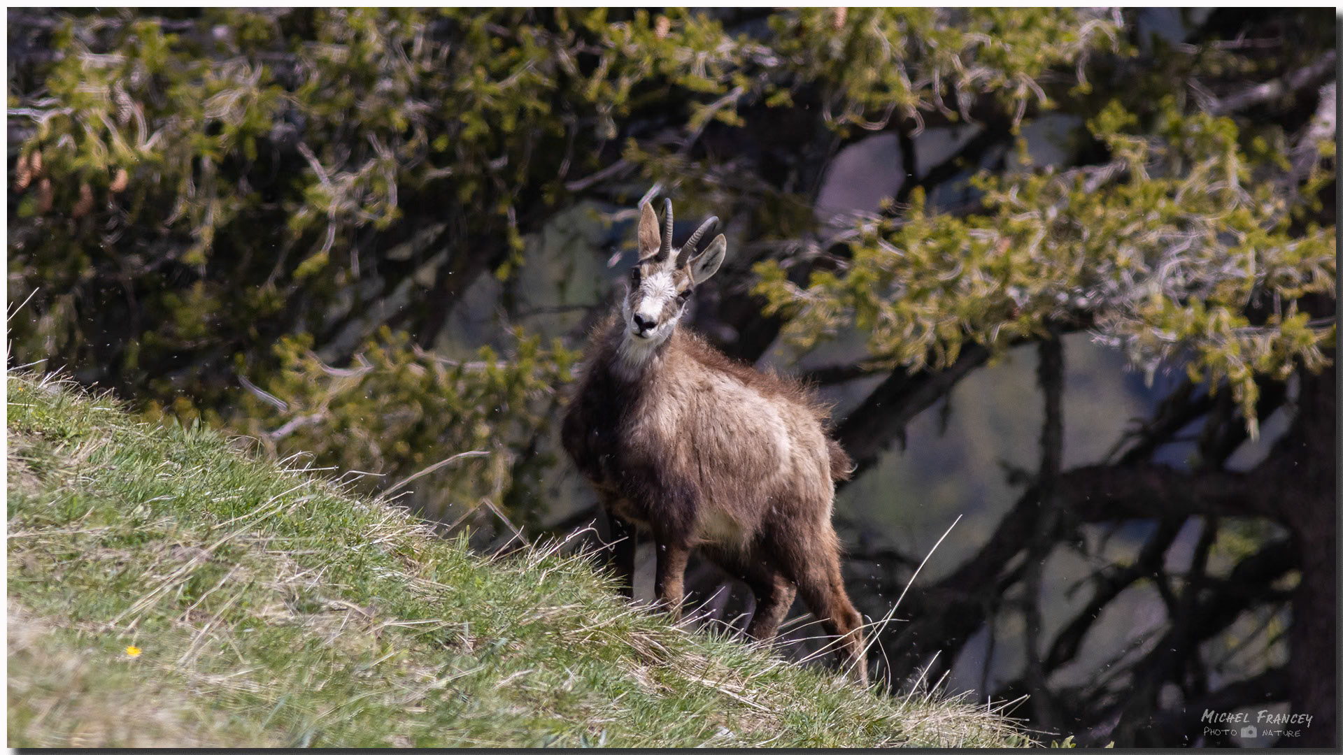 Chamois