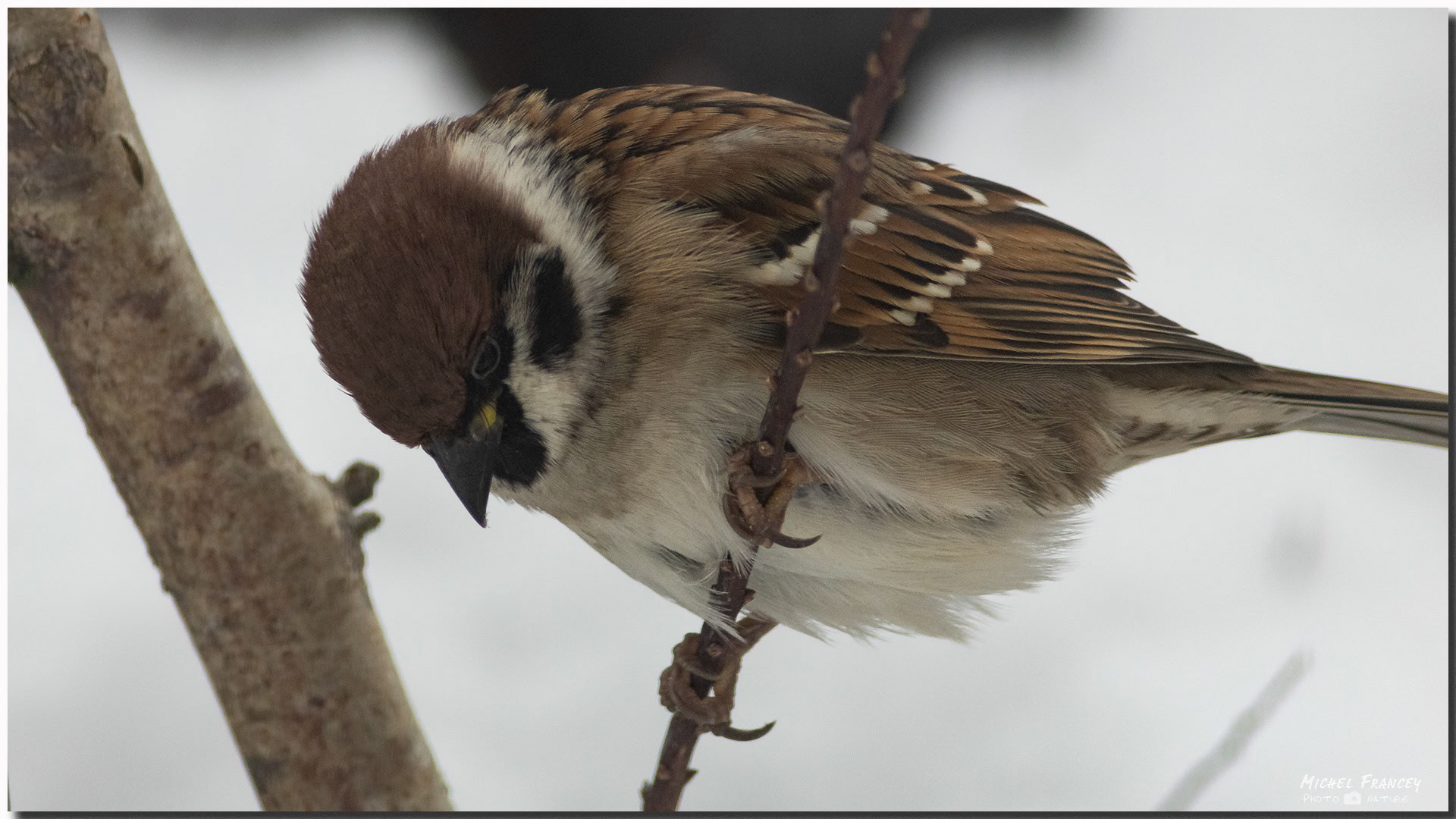 Moineau friquet