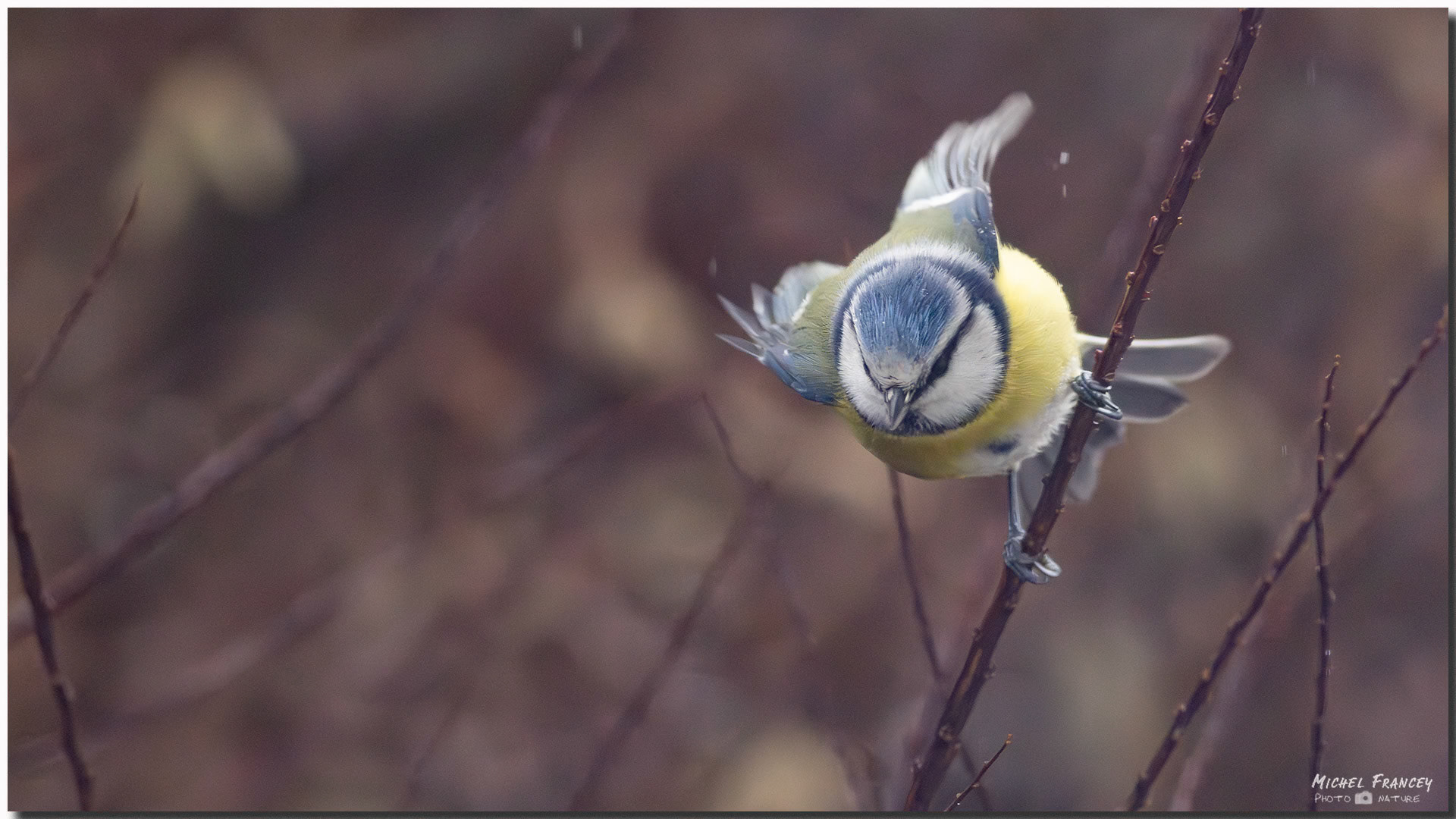 Mésange bleue