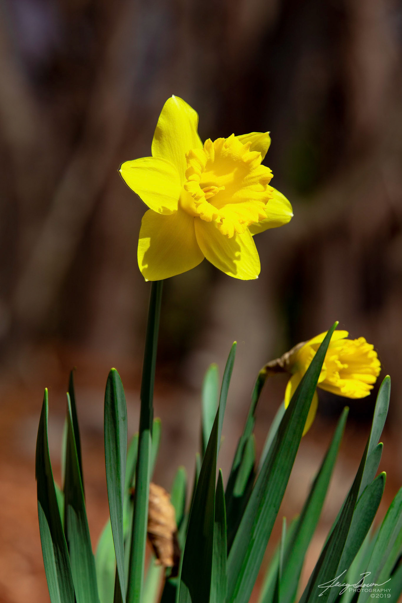 Yellow Daffodil