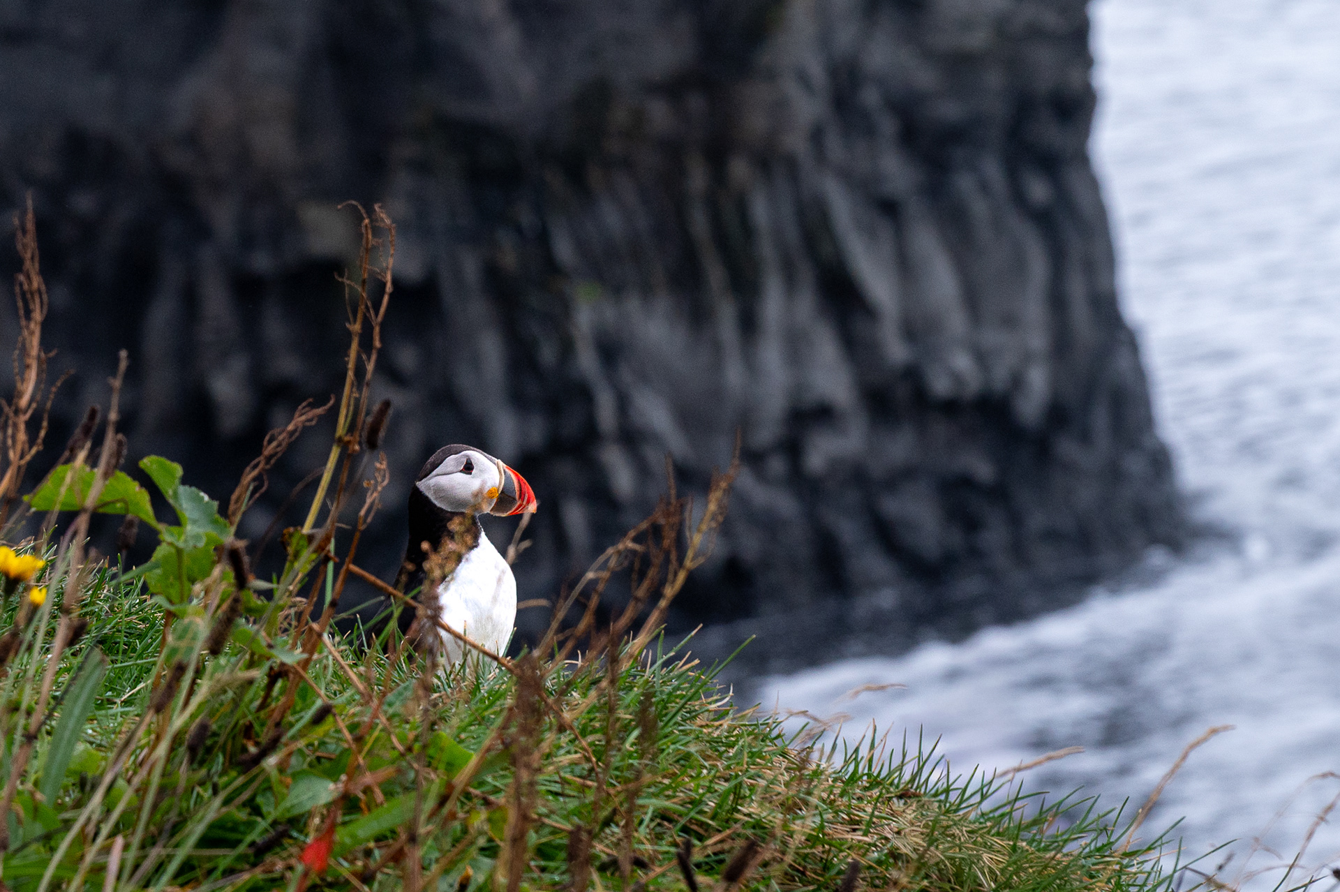 Puffin in Iceland, August 2026