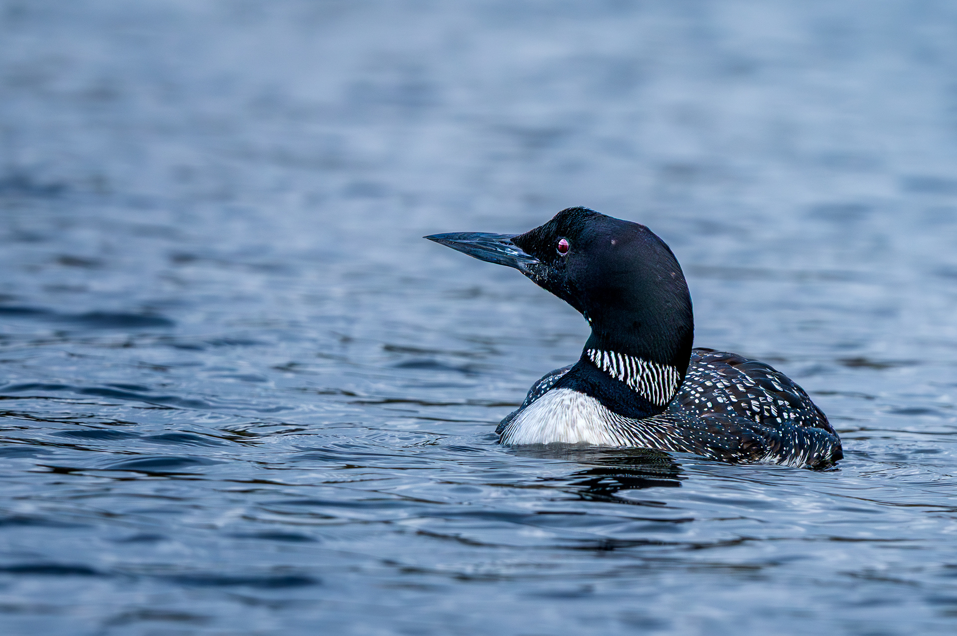 Loon at Fish Creek Pond Campgrounds, October 2026