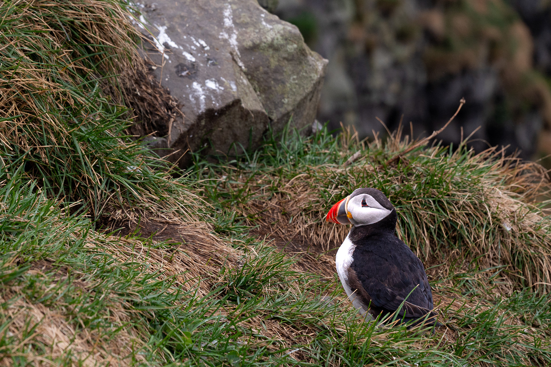 Puffin in Iceland, August 2026