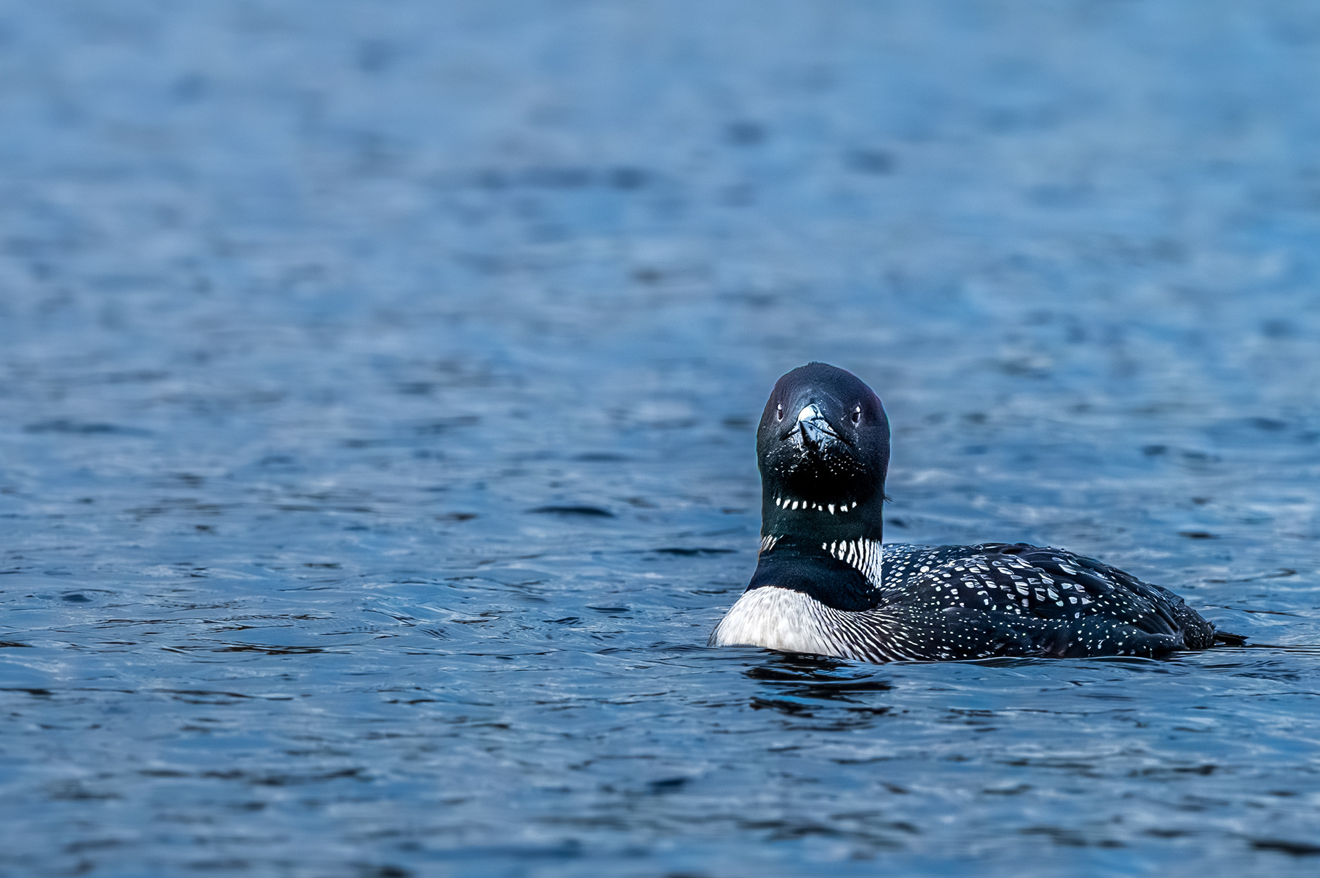 Loon at Fish Creek Pond Campgrounds, October 2026