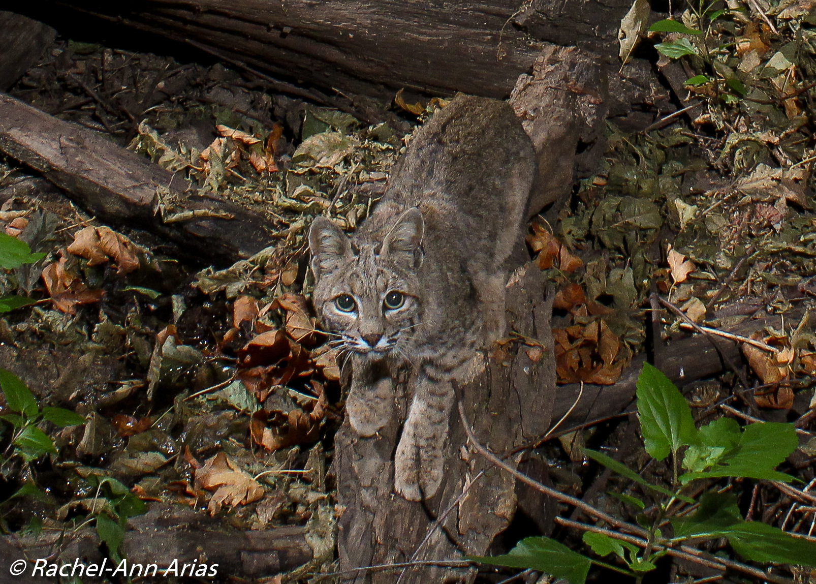 The little bobcat shown above crouches after his descent down the log, still fascinated by the camera.