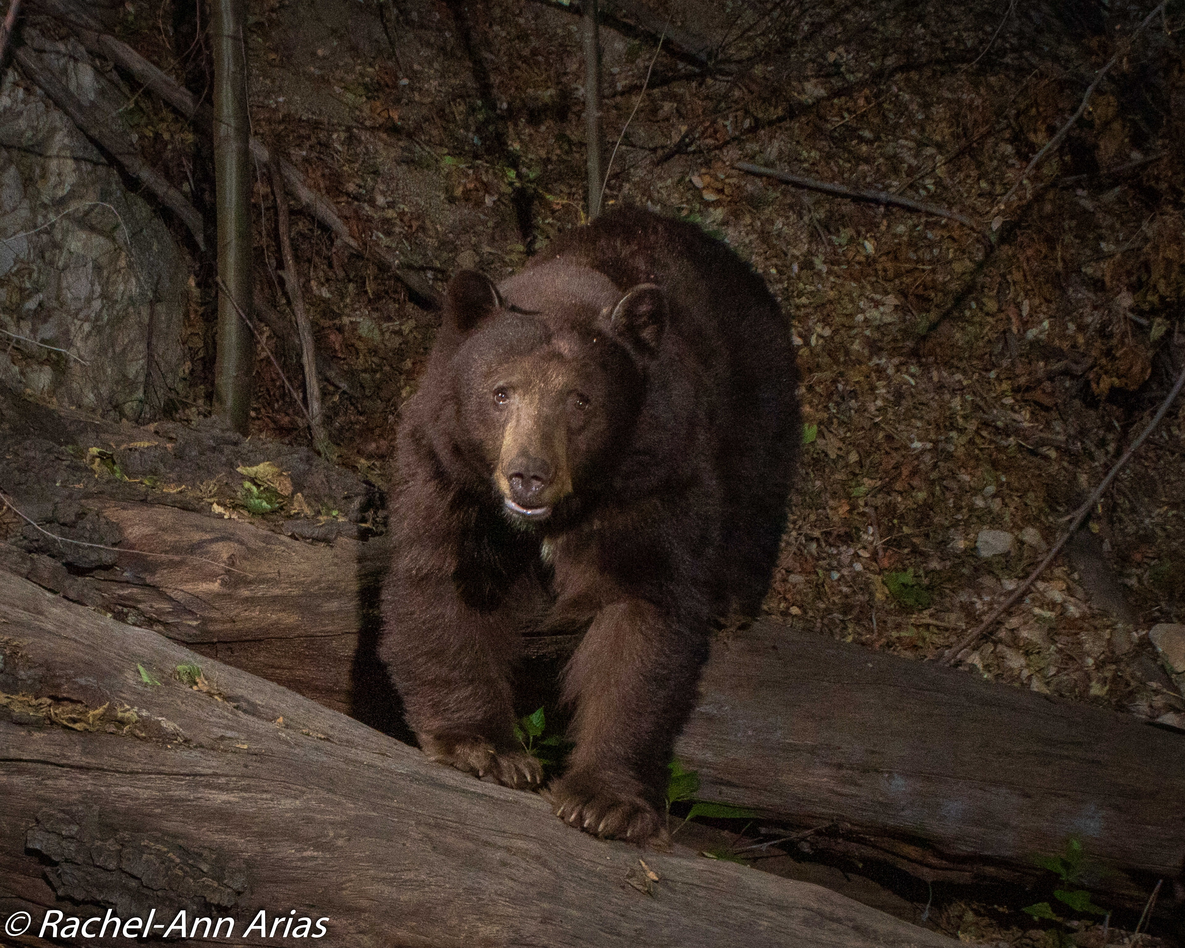 One of the biggest bears in Cooks Canyon saunters over fallen logs. He is nicknamed 7-claw because of his right paw.