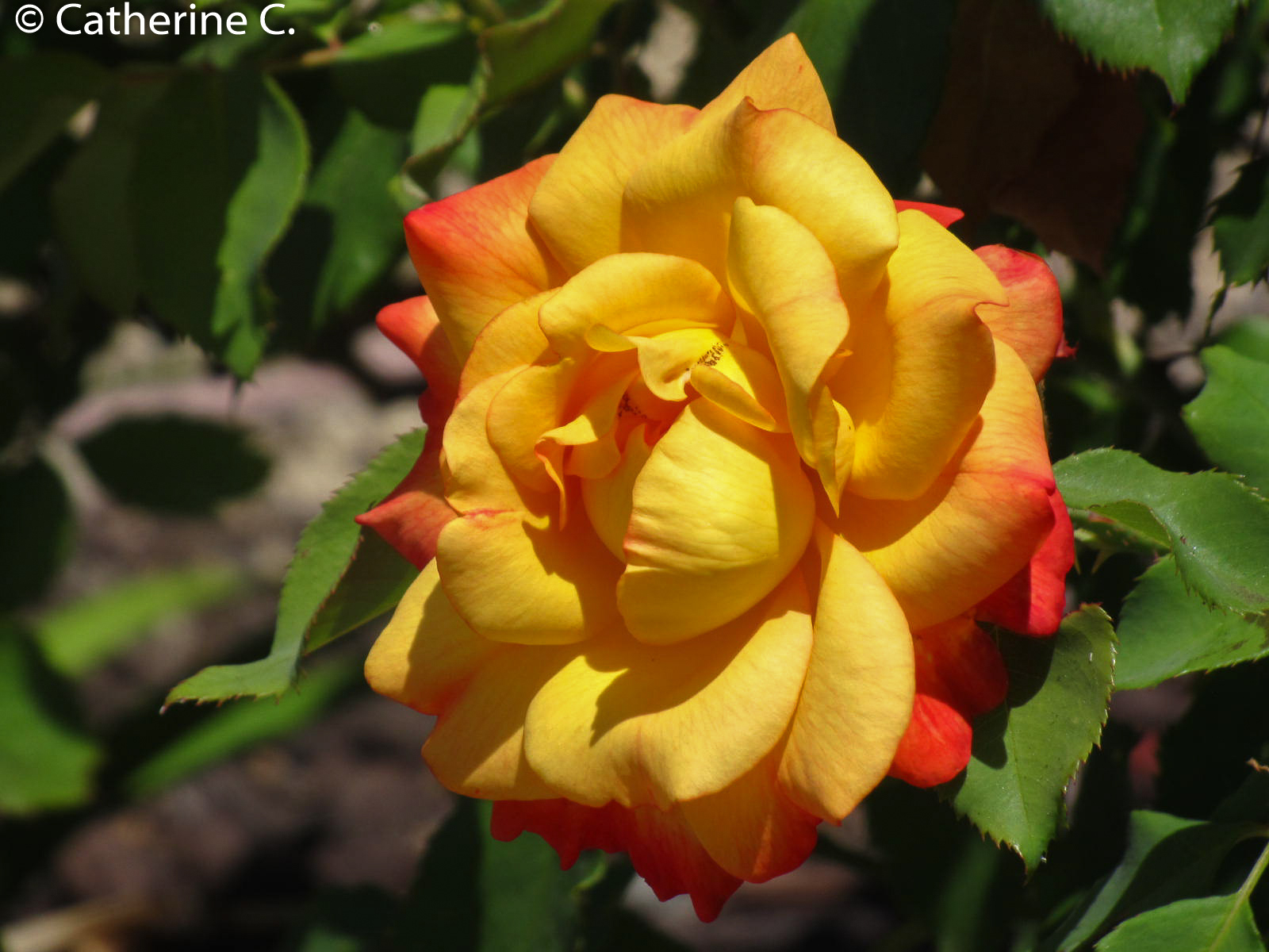 Flowers are also an important part of the ecosystem around us. Catherine C. captures the fiery beauty of a rose blooming in her yard.