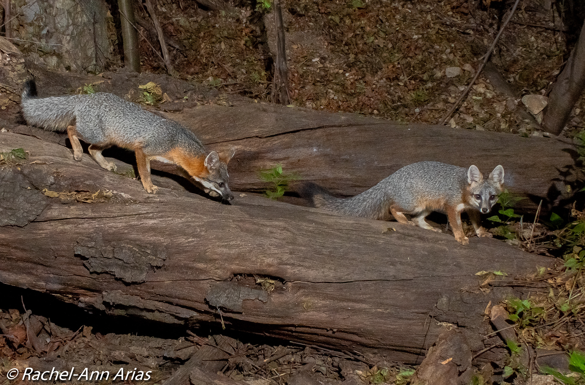 The Grey Fox is the only type of fox that can climb trees. Here in Cooks Canyon, logs can create a fun playground for this couple.