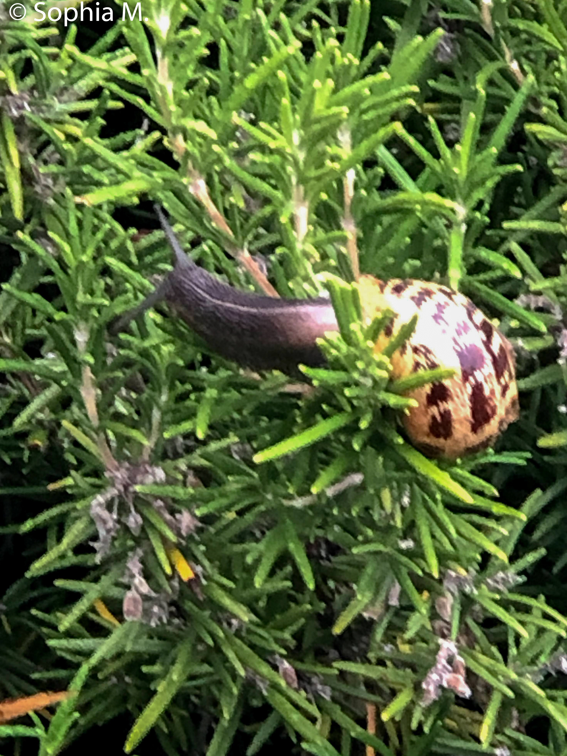 A snail winds its way through a Rosemary plant by Sophia M.