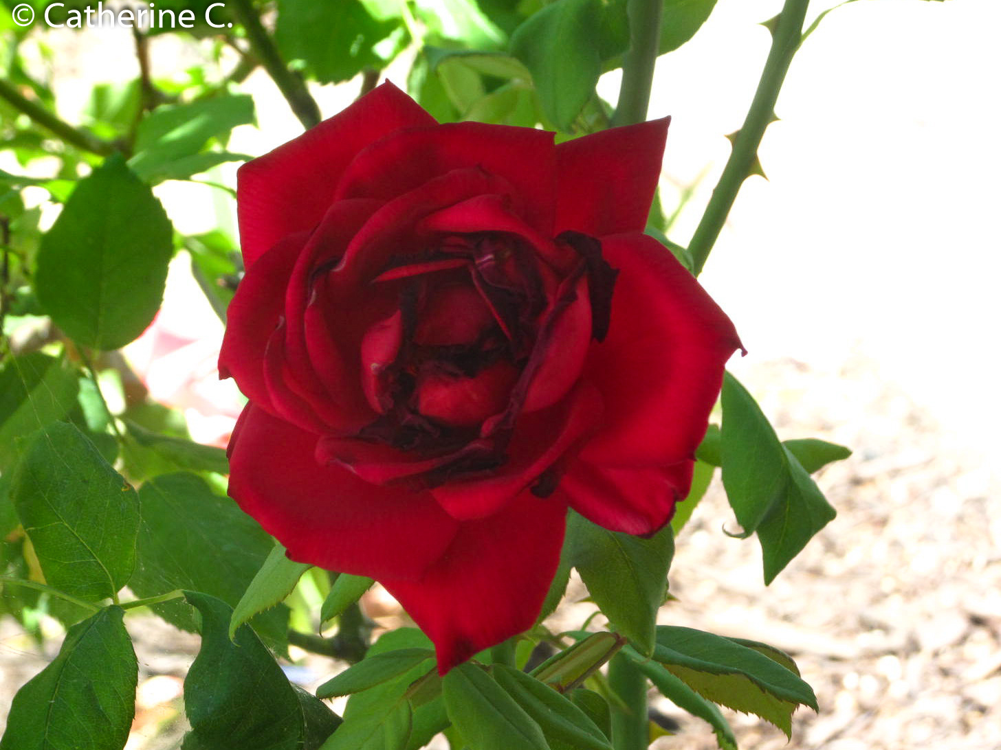 An up-close view of a rose perfectly captures its scarlet hue. Taken by Catherine C for a photography class.