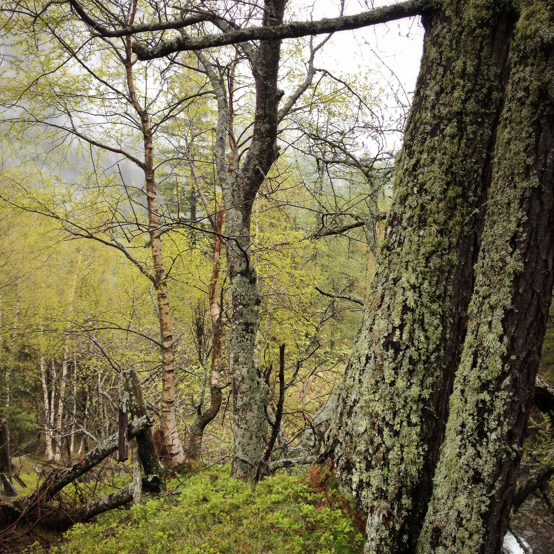 Trees between Borca and Val Quarazza (Macugnaga, Italy)