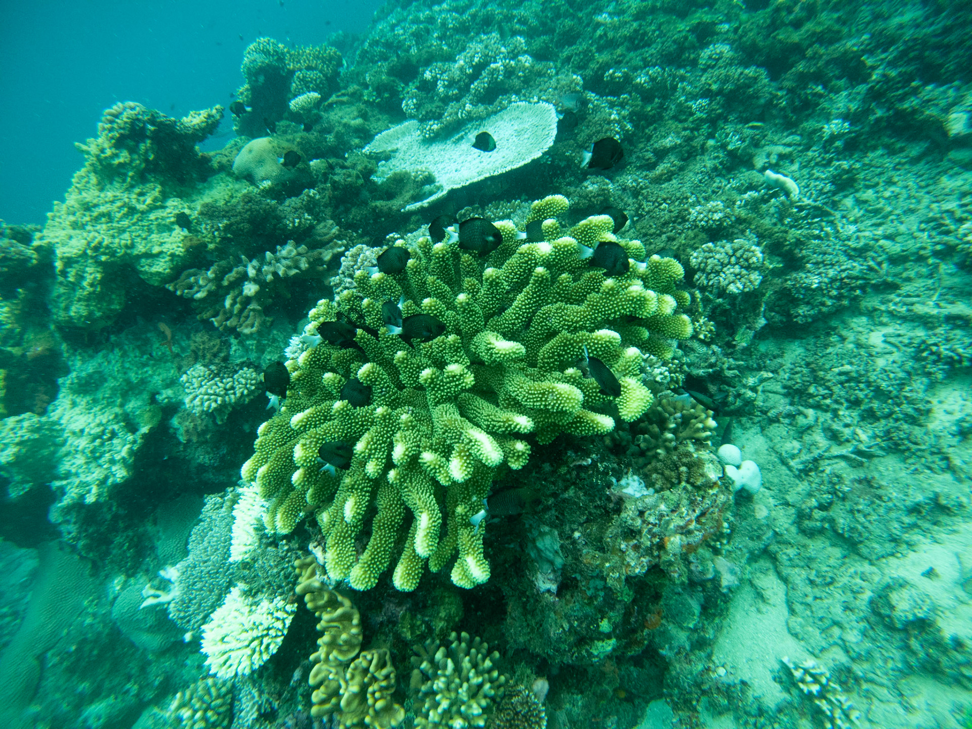 C:\DCIM\100GOPRO\GOPR0320.GPR