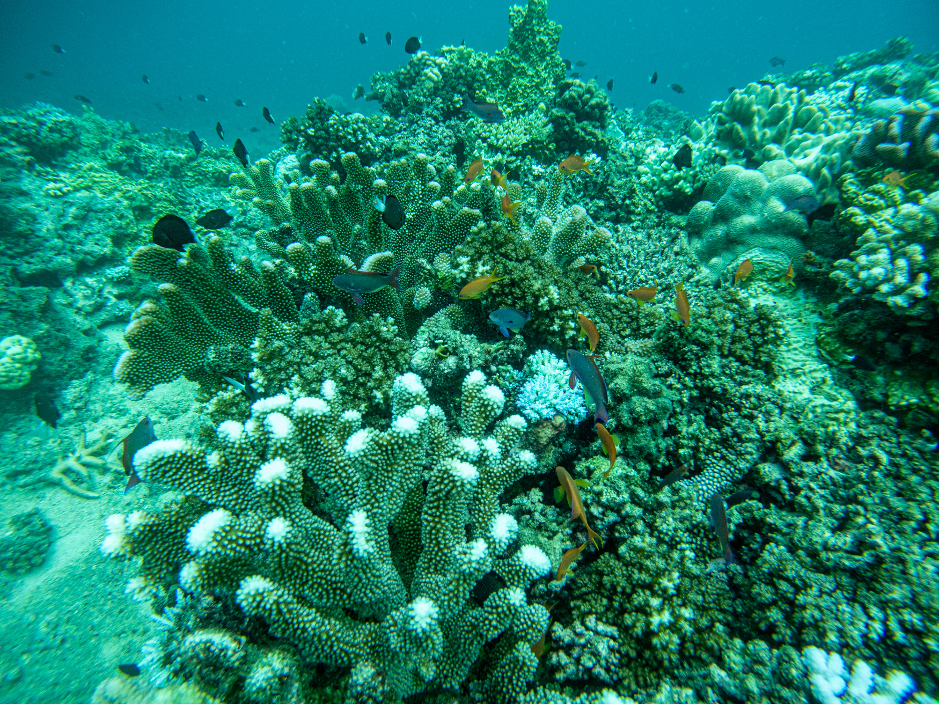 C:\DCIM\100GOPRO\GOPR0333.GPR