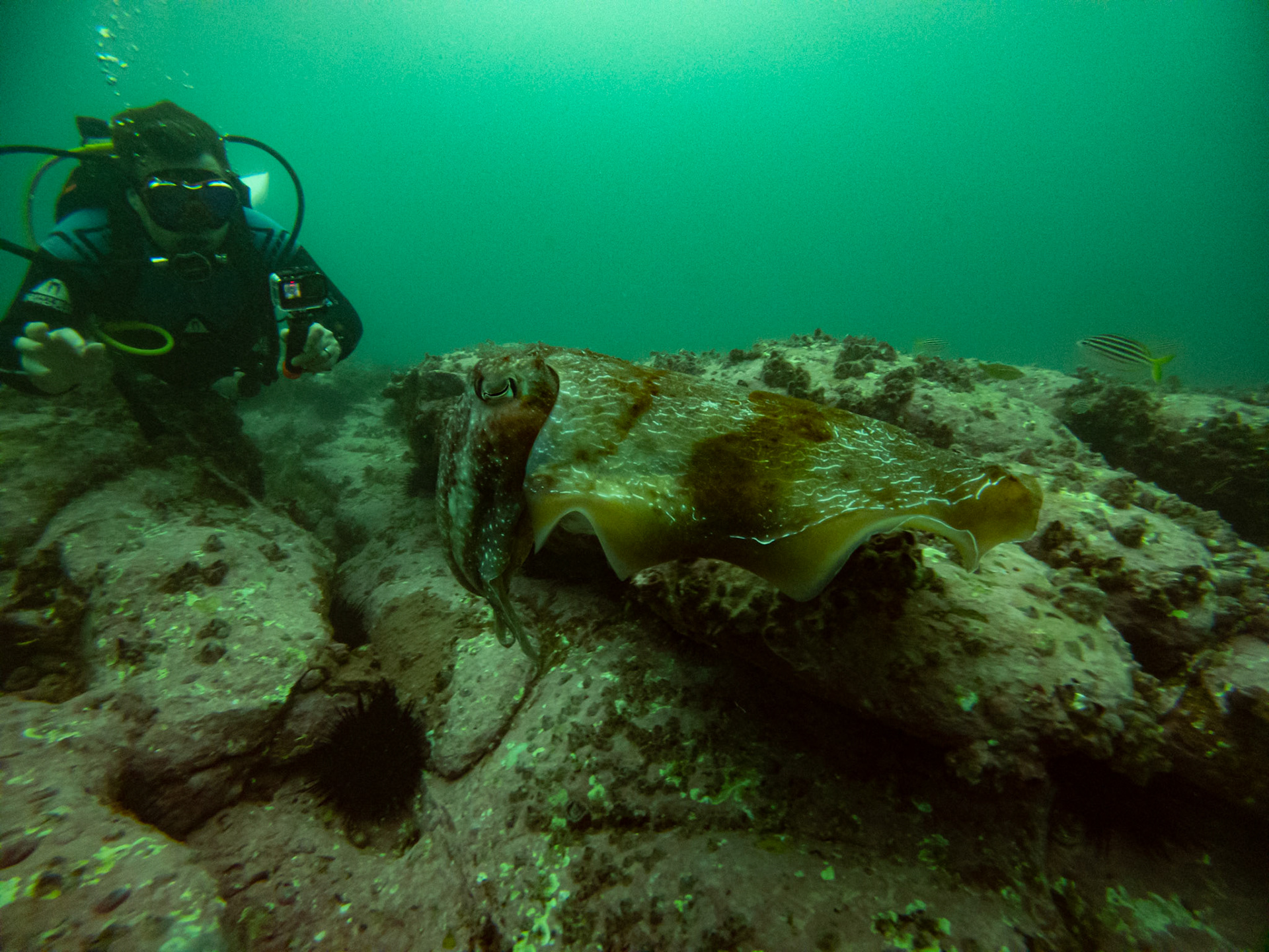 C:\DCIM\100GOPRO\GOPR0438.GPR