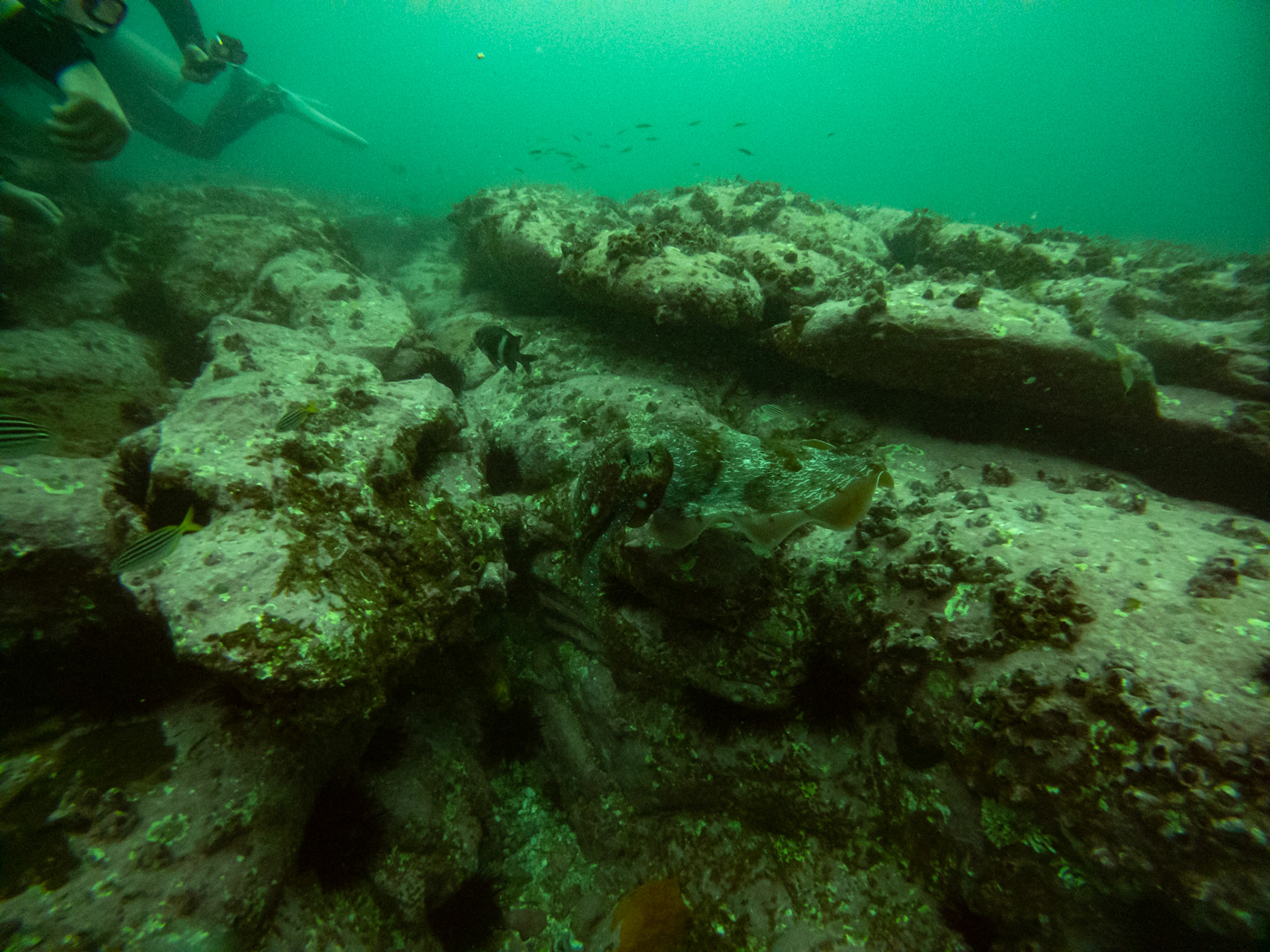 C:\DCIM\100GOPRO\GOPR0435.GPR