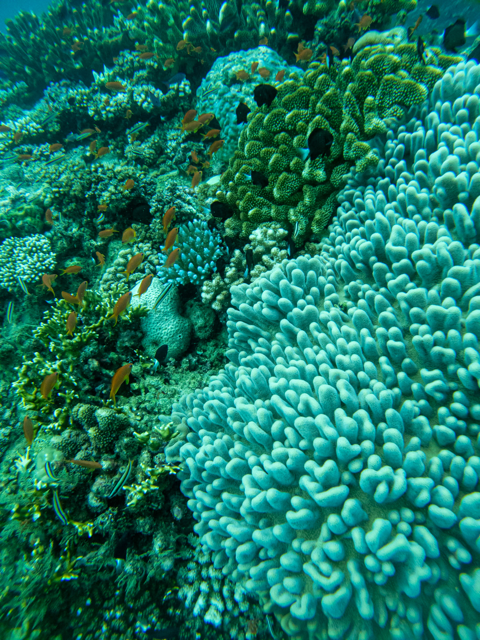 C:\DCIM\100GOPRO\GOPR0334.GPR