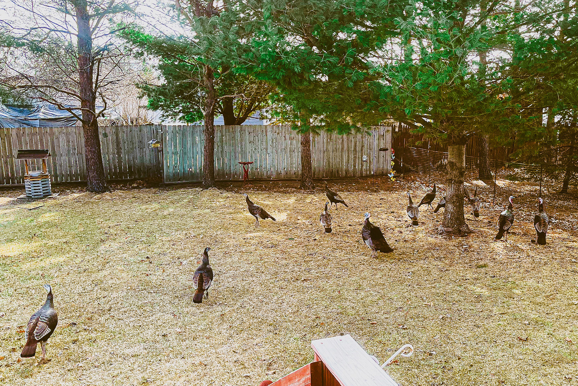 A backyard full of turkeys.