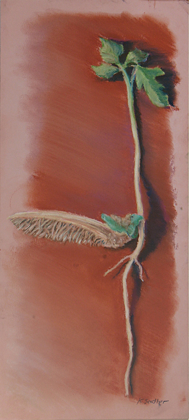 Maple Seedling, Cont´Crayon