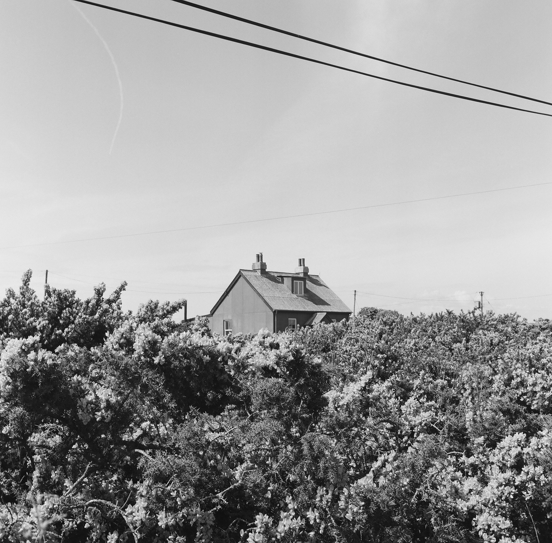 Beside Prospect Cottage, 2025