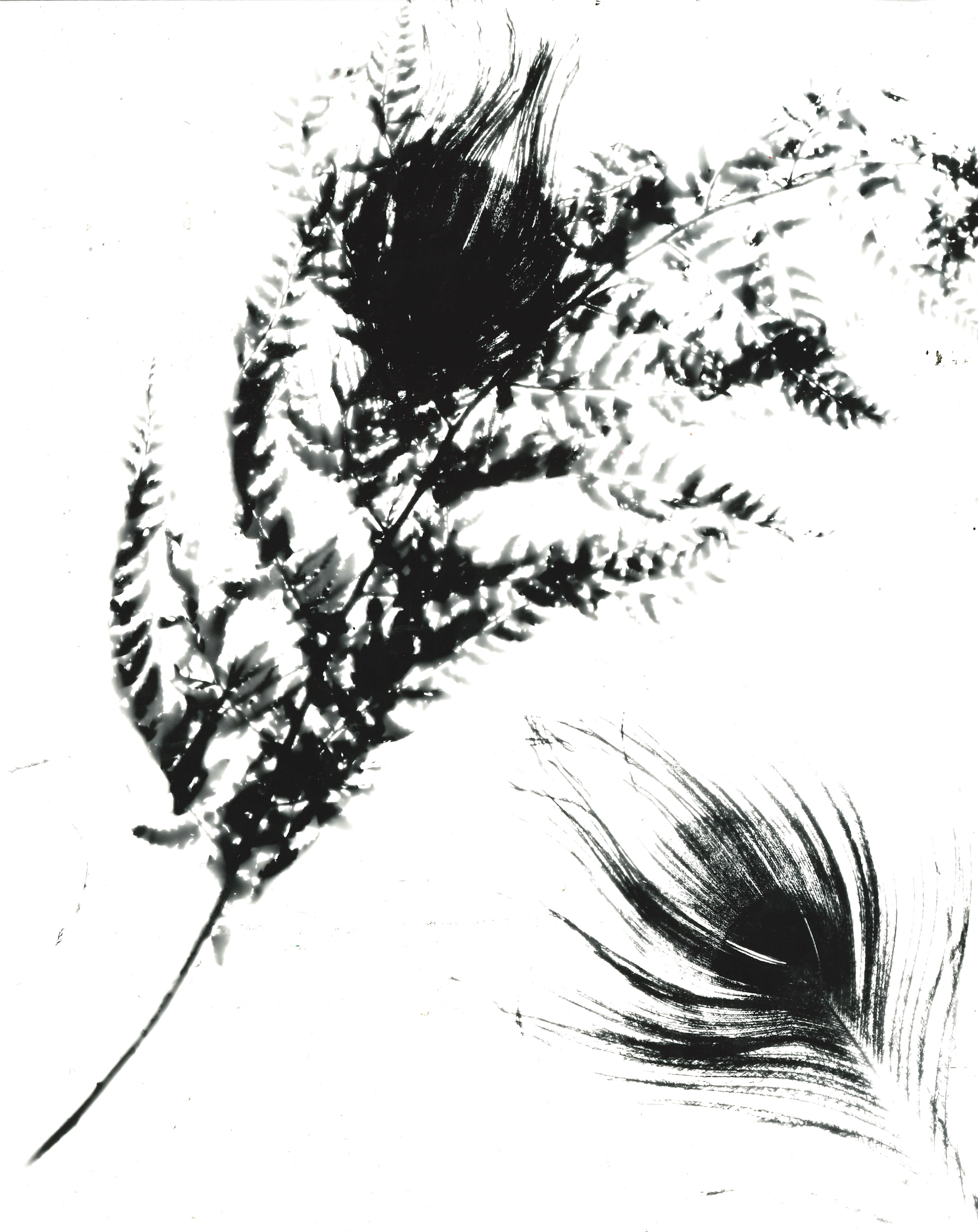Photogram (1)