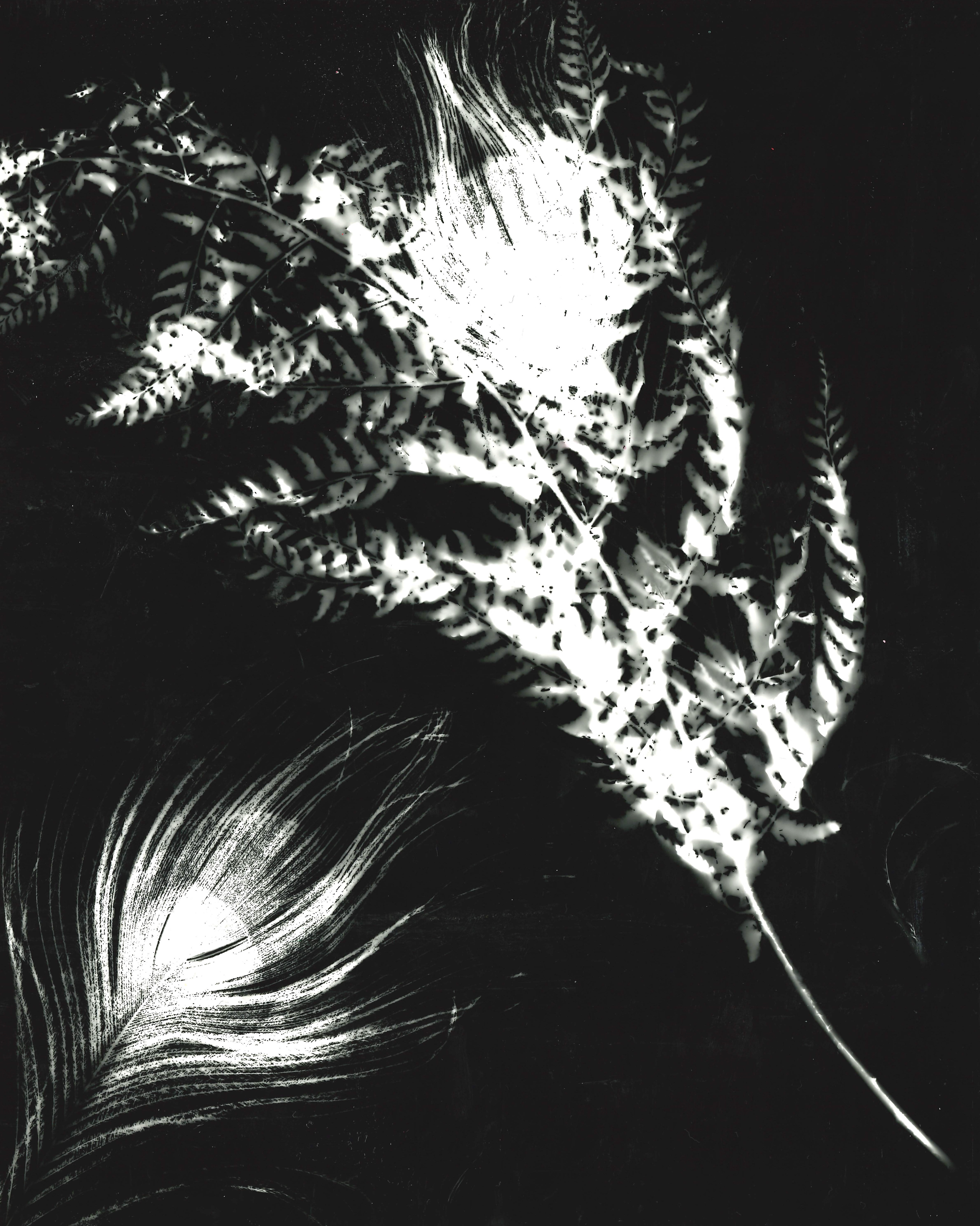 Photogram (2)