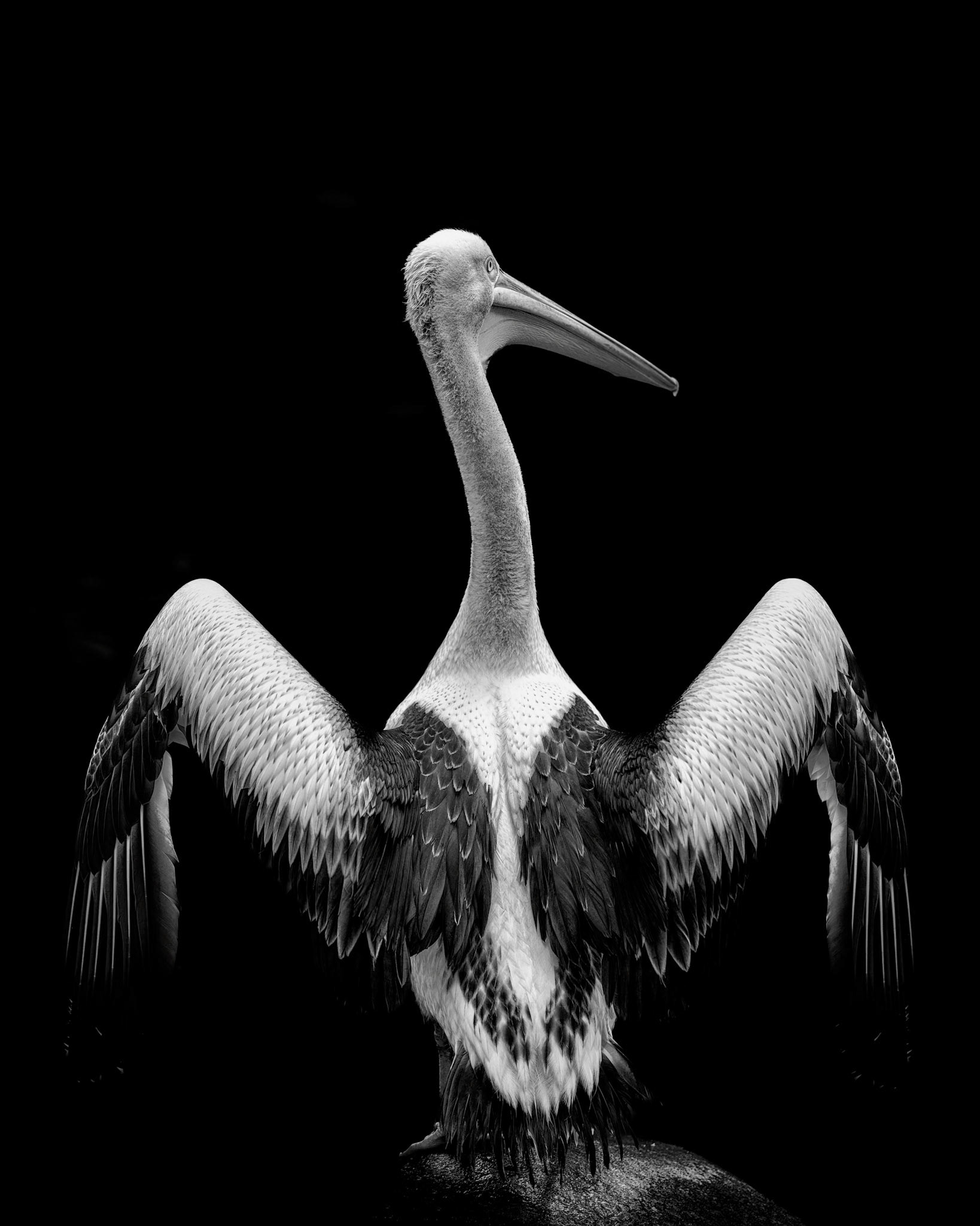 The Graceful Dancer