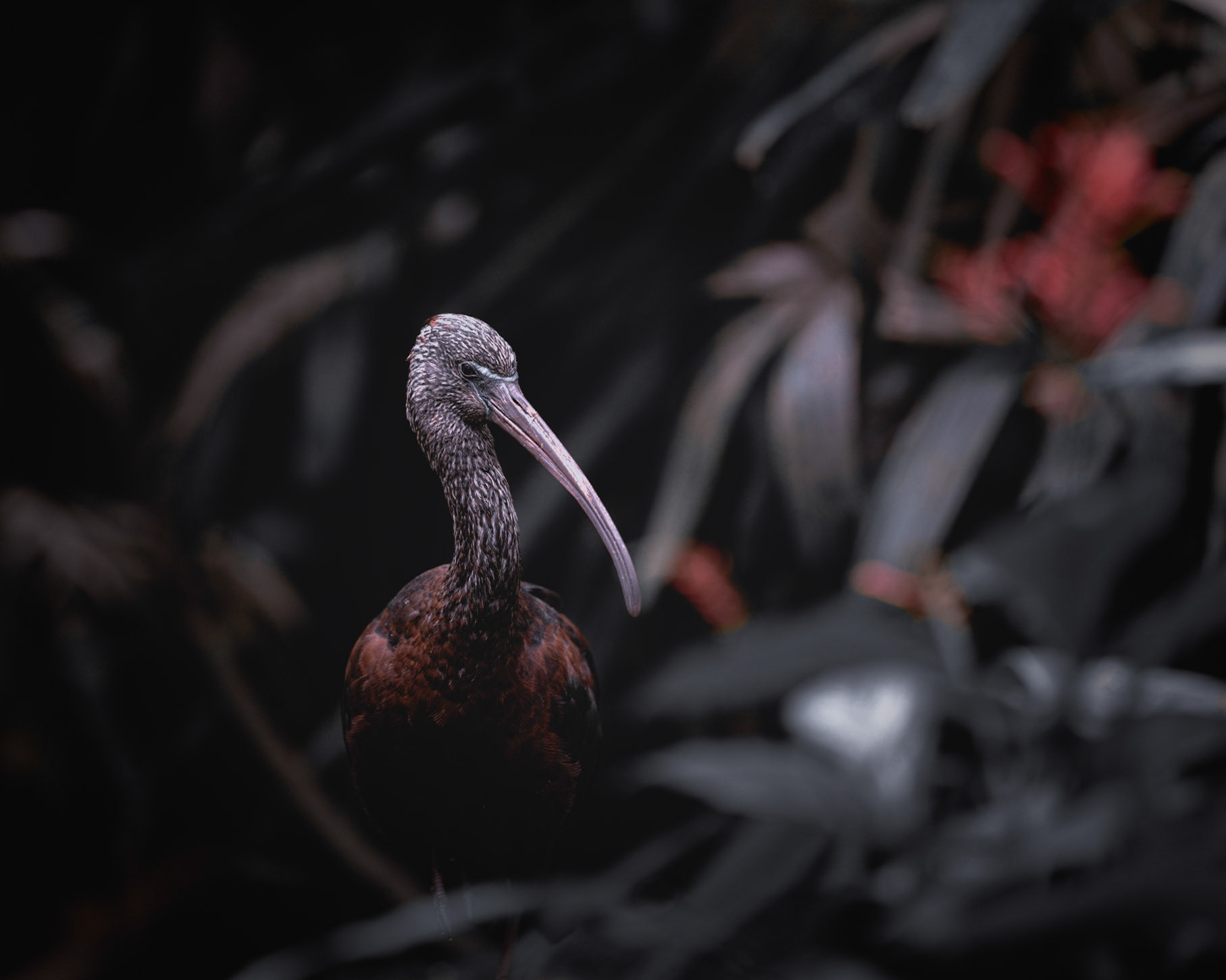 A Study Of Birds: Glossy Ibis