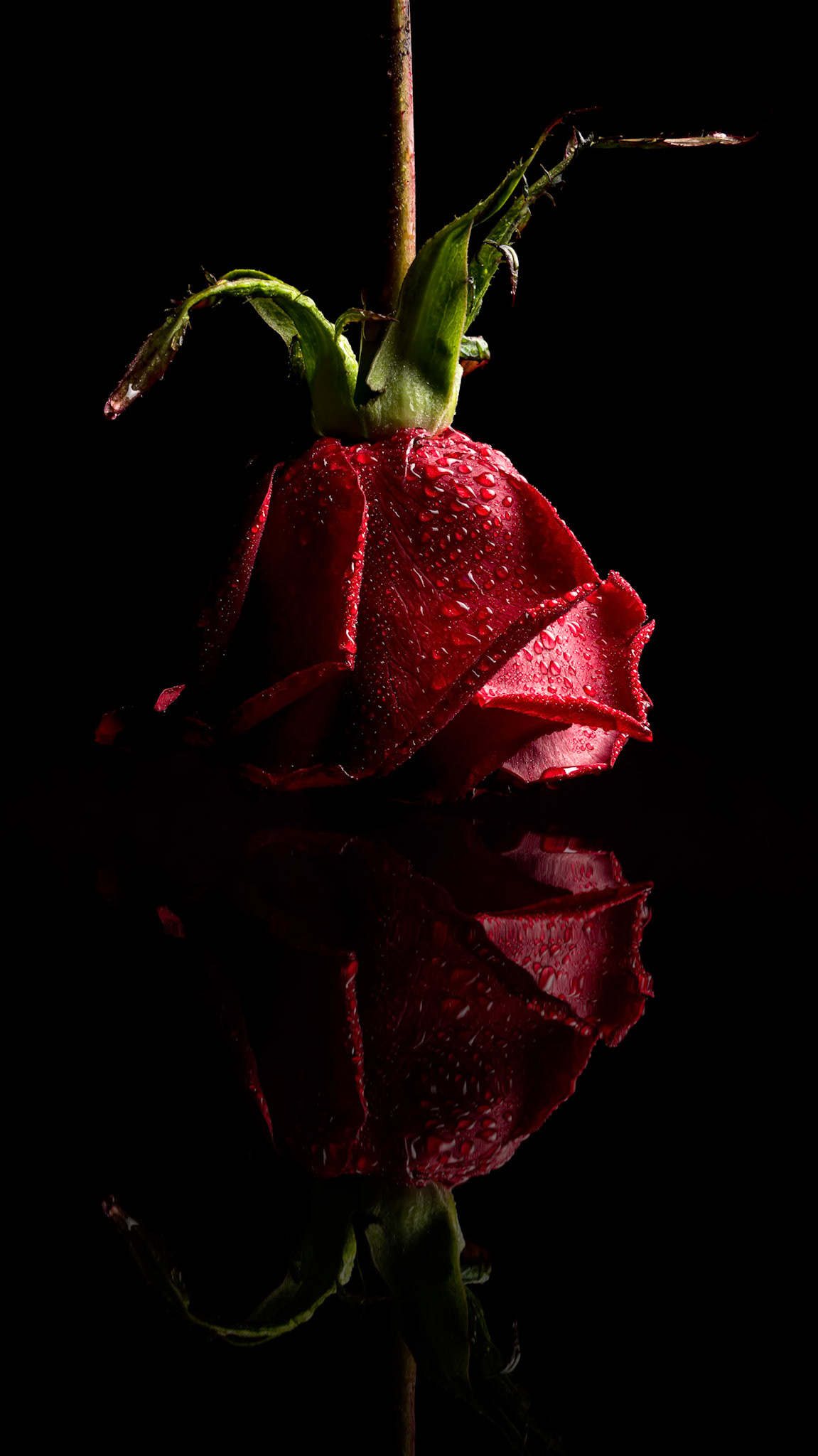 A Red, Red Rose
