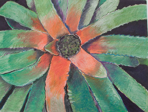 Bromeliad, 2009, oil pastel on paper, 24"x36"