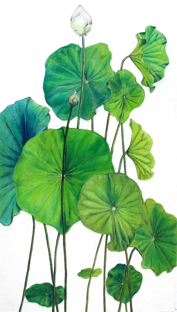 July Lotus, 2009, mixed media on paper, 52"x48"