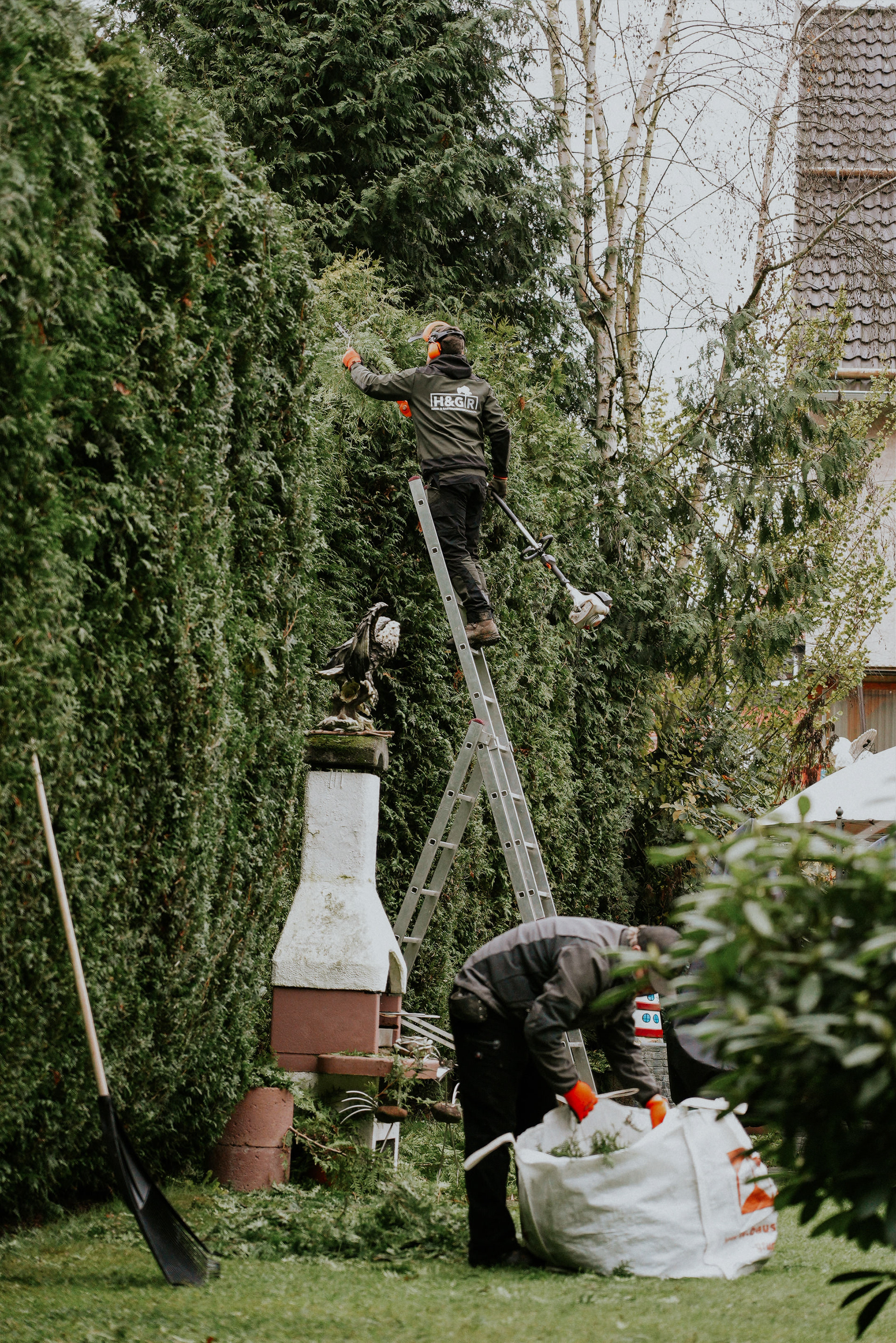 Gärtner schneidet hohe Gartenhecke mit motorisiertem Heckenschneider auf einer Leiter.
