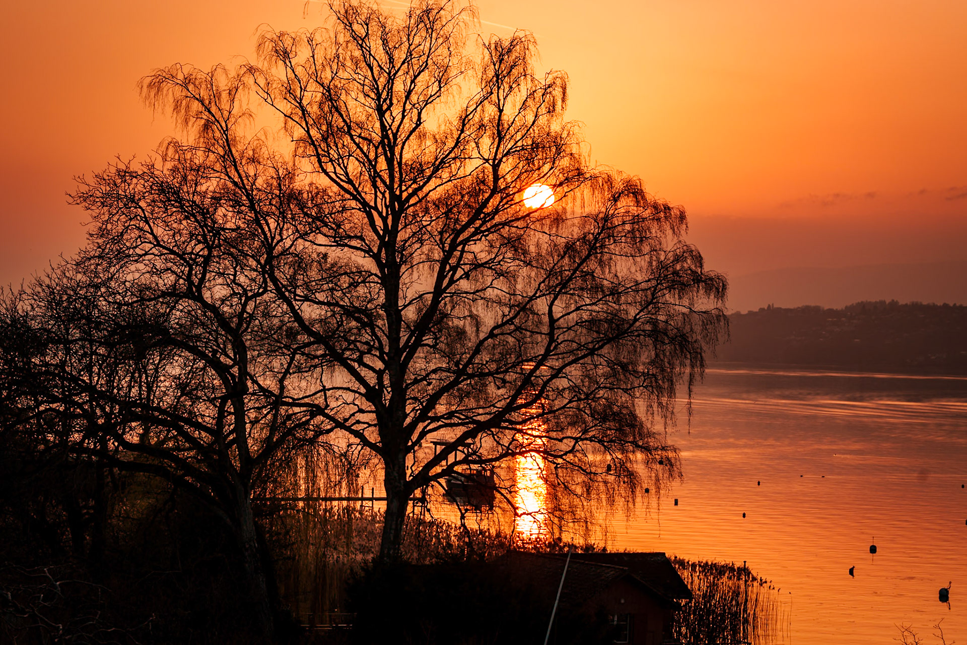 der schwarze Baum