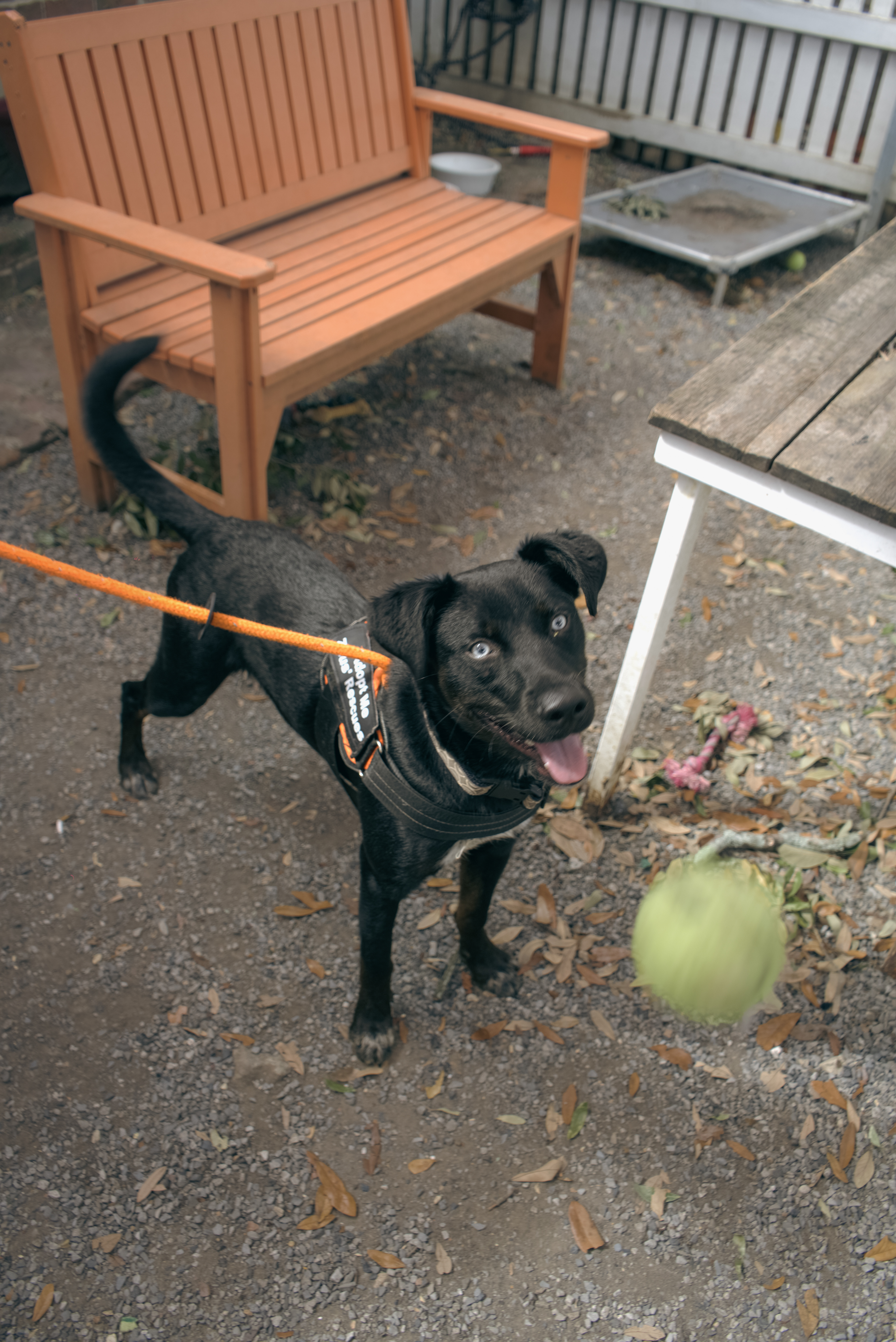Zeus' Rescue Maroon Photos
