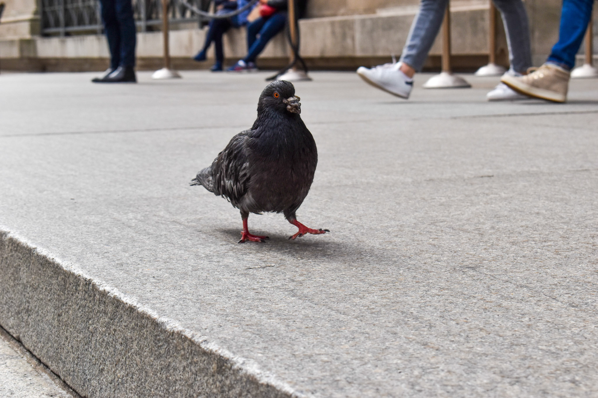 Walking: A pigeon walks around without a care in the world.