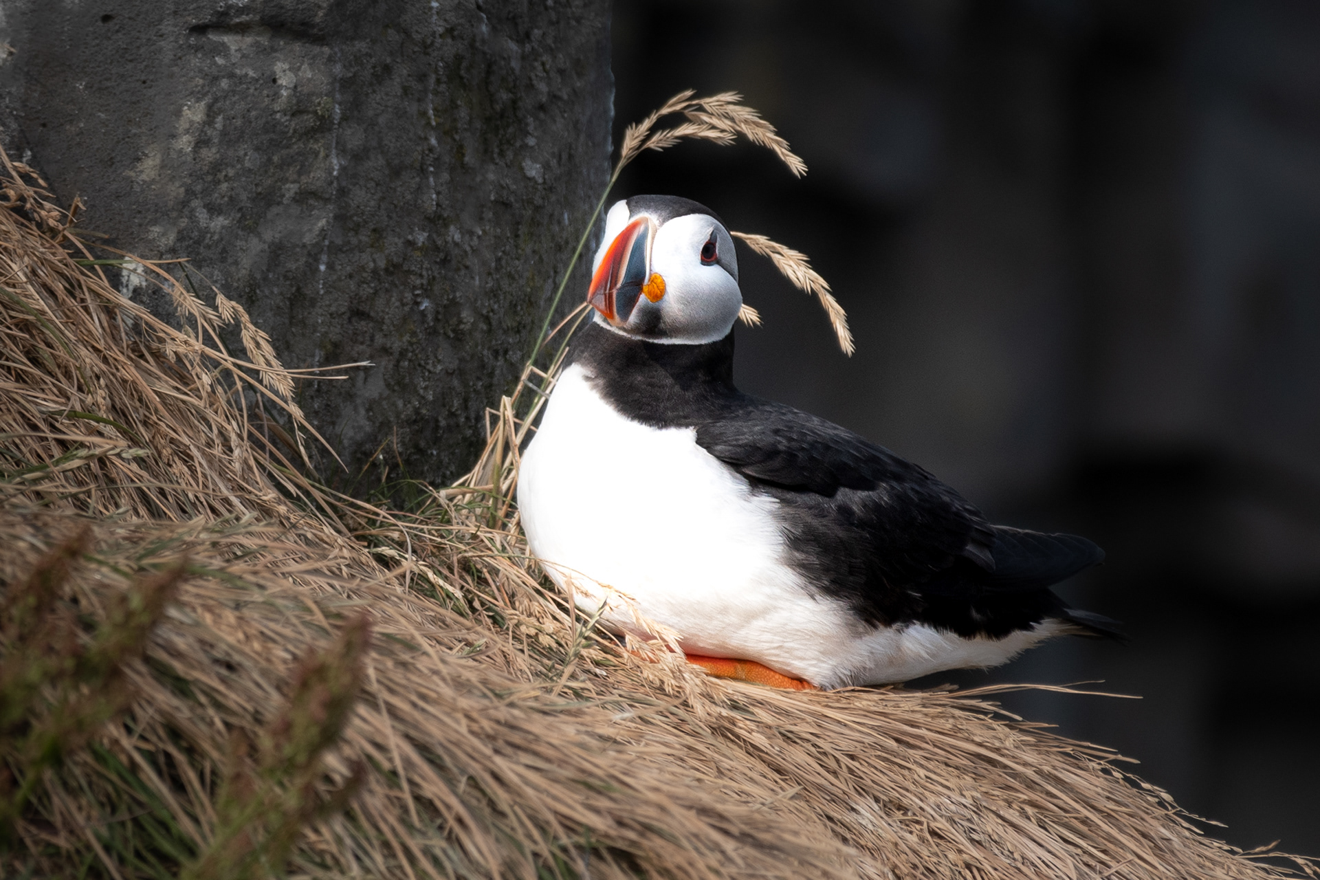 Puffin