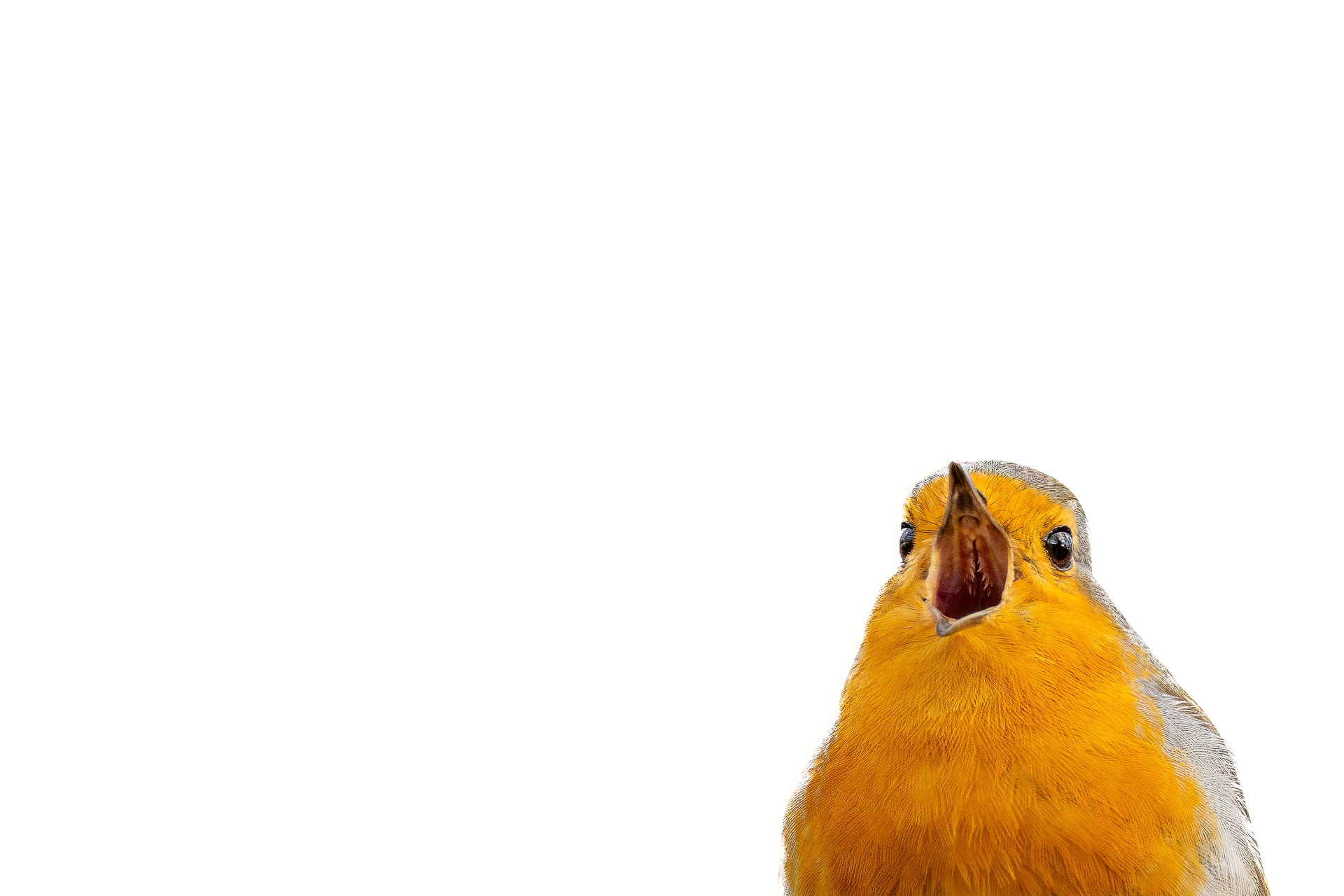 Rotkehlchen