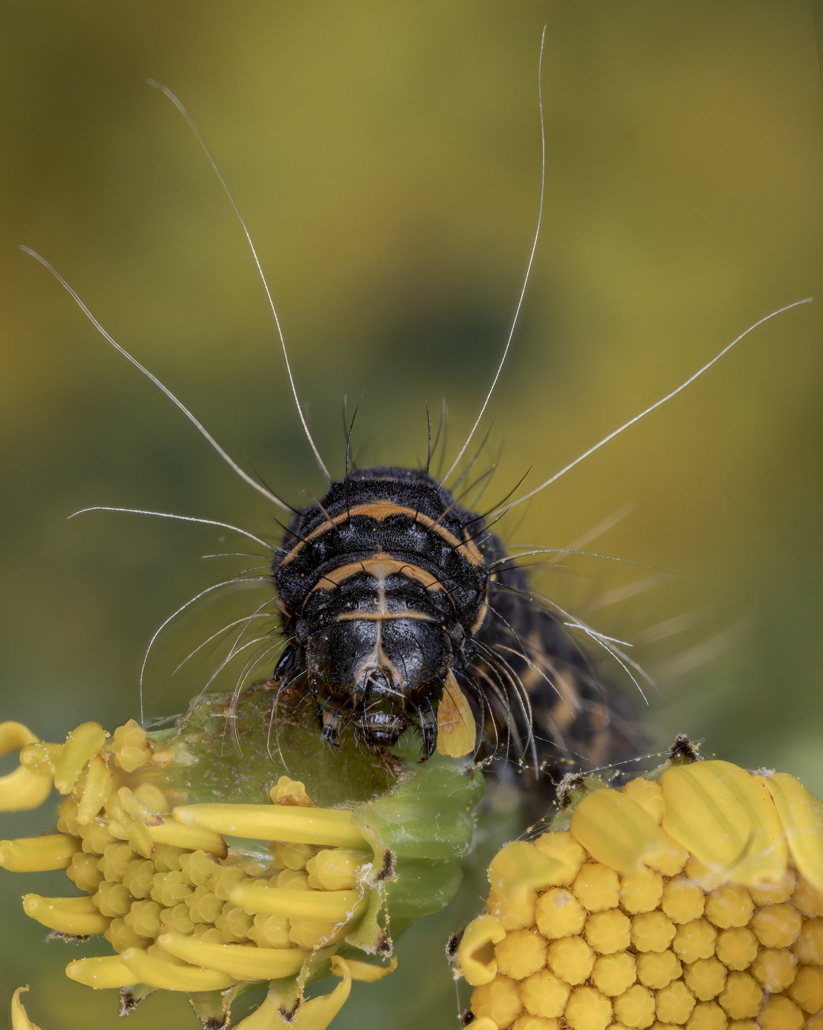 Cinnabar Moth Caterpillar (Tyria jacobaeae)