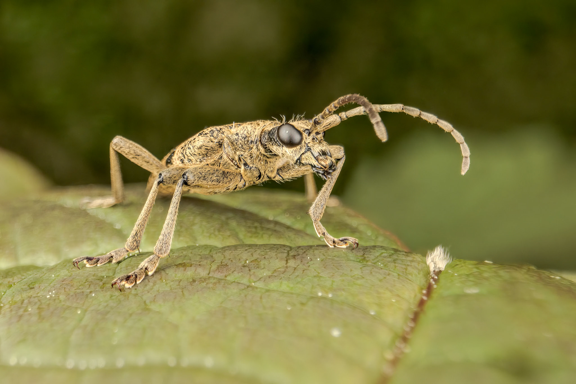 Black-spotted Longhorn Beetle (Rhgium mordax)