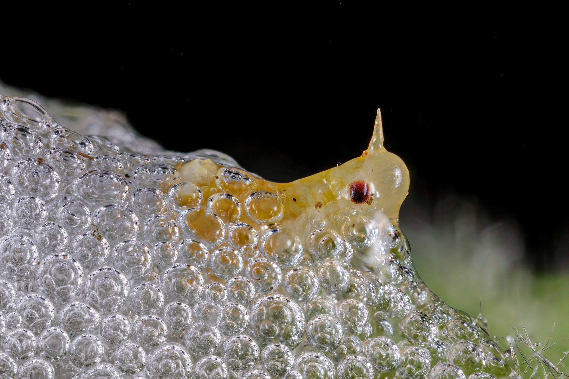 Spittlebug (Philaenus spumarius)