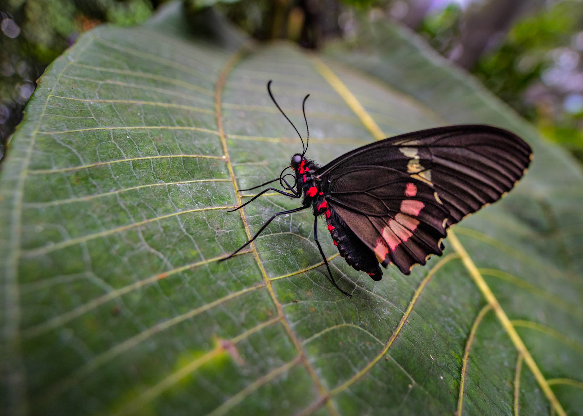 Parides Childrenae or Parides iphidamas