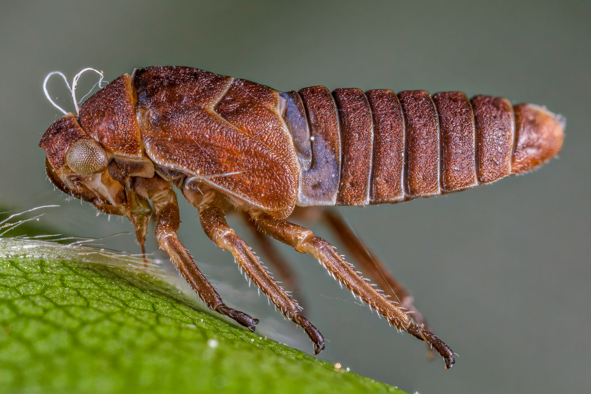 Lacehopper Nymph Shell
