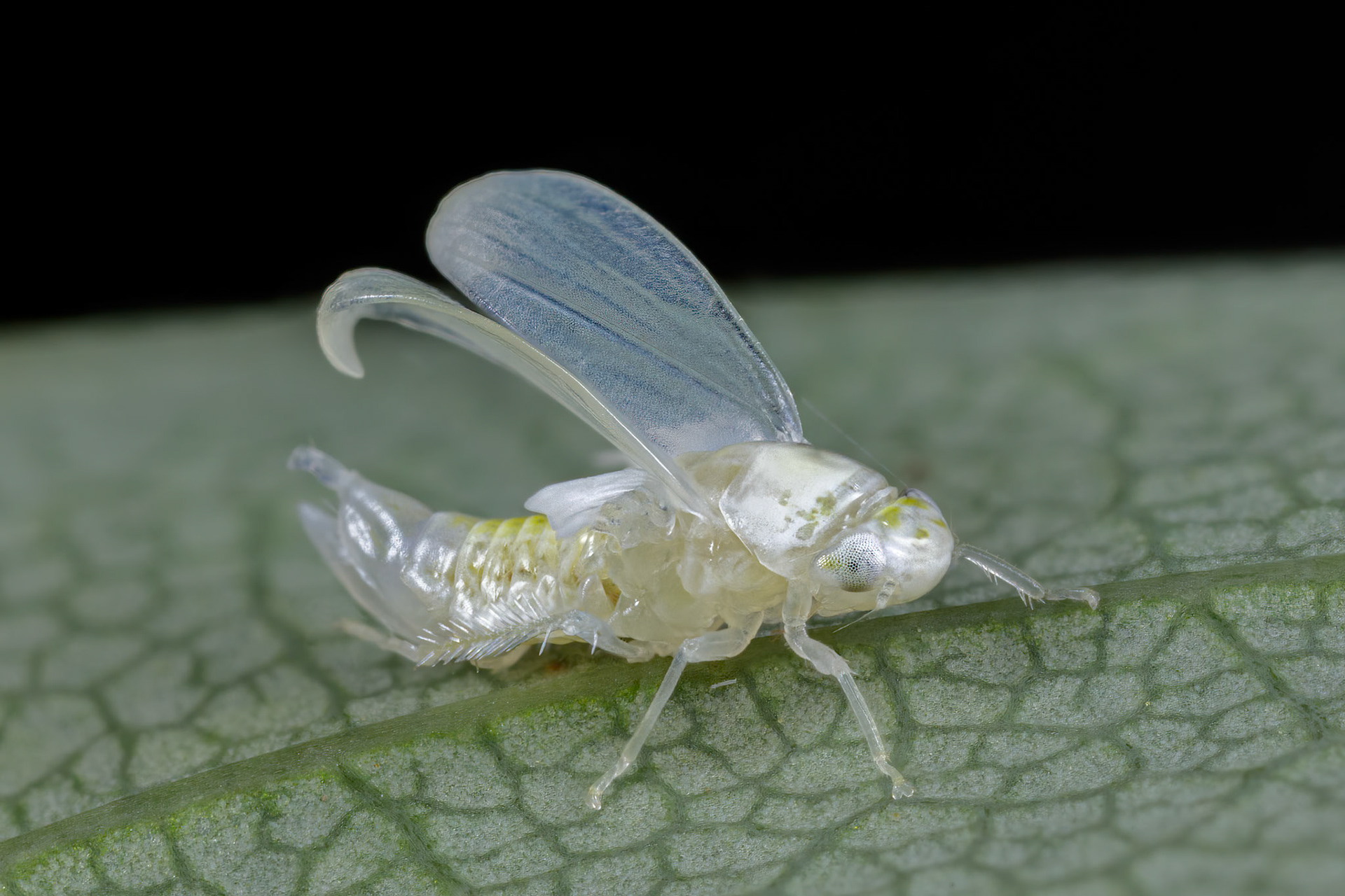 Leafhopper (Eurhadina loewii)