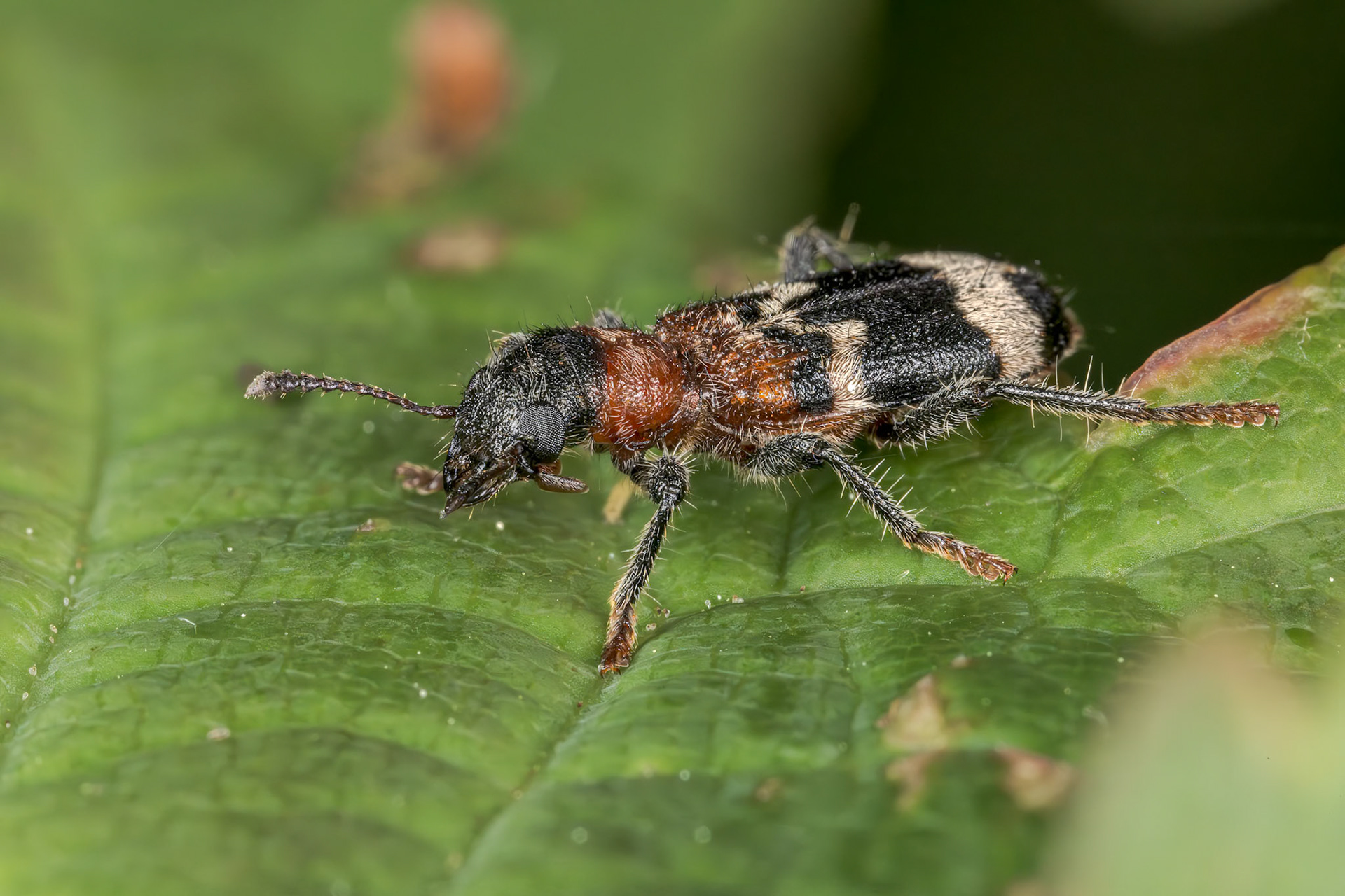 European Red-bellied Clerid (Thanasimus formicarius)