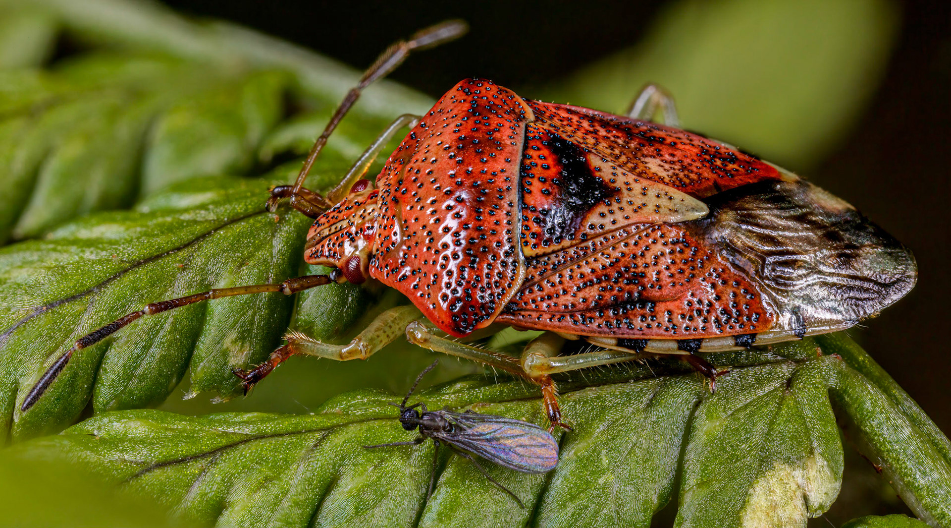 Parent Bug (Elasmucha grisea)