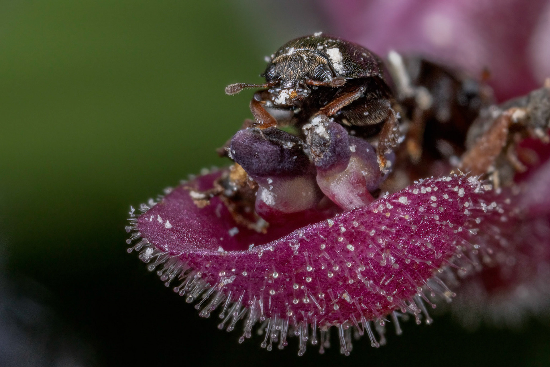 Sap beetle (Nitidulidae)