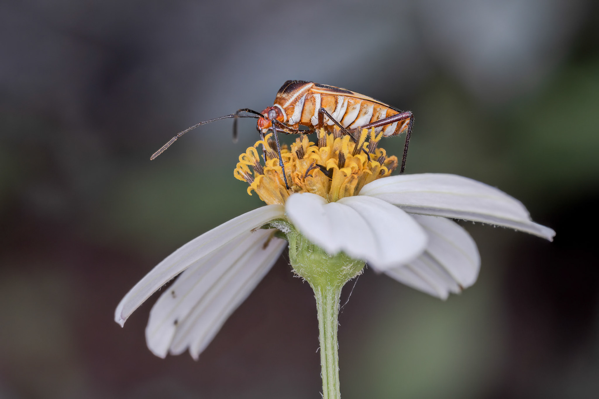 Leaf-footed Bug (Hypselonotus interruptus)