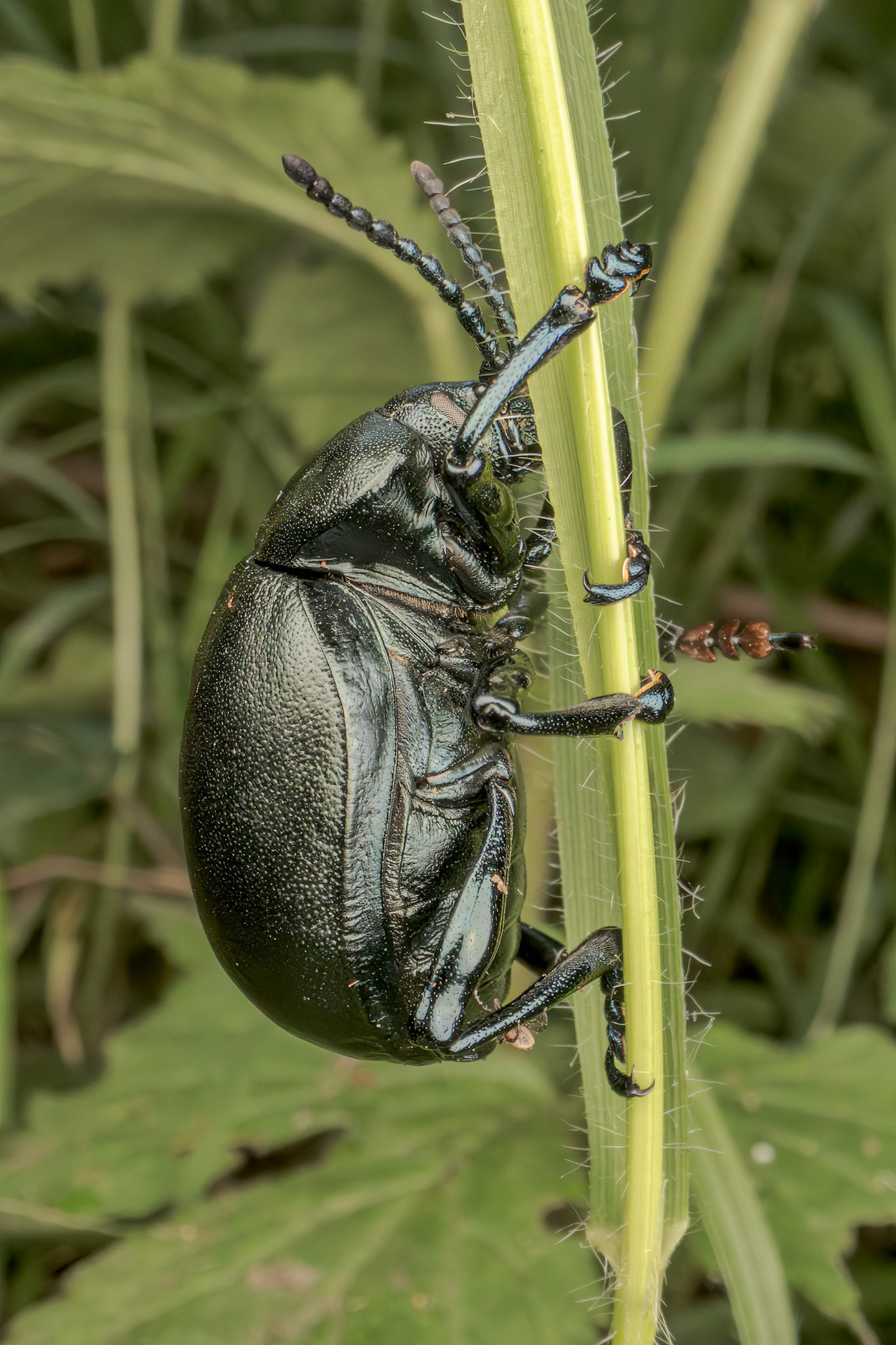 Bloody-nosed Beetle (Timarcha tenebricosa)